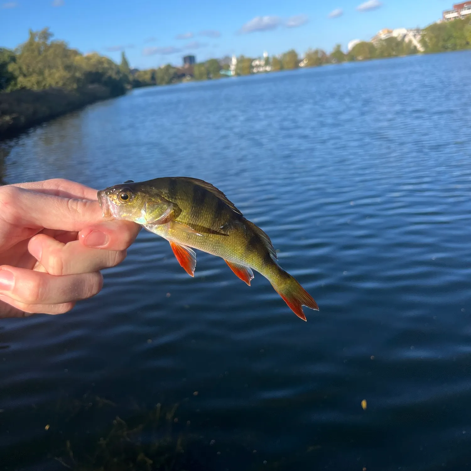 European perch caught on Fishbrain