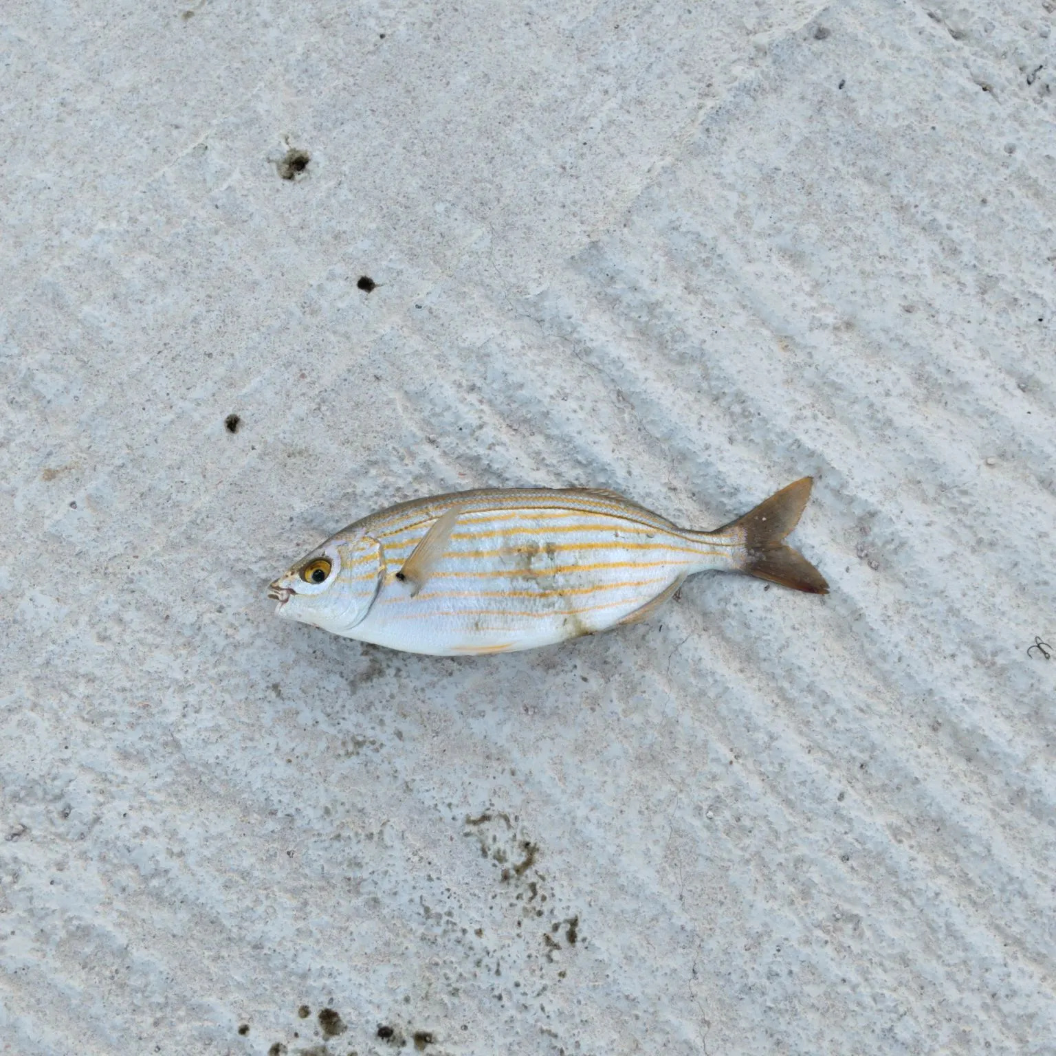 Salema porgy caught on Fishbrain