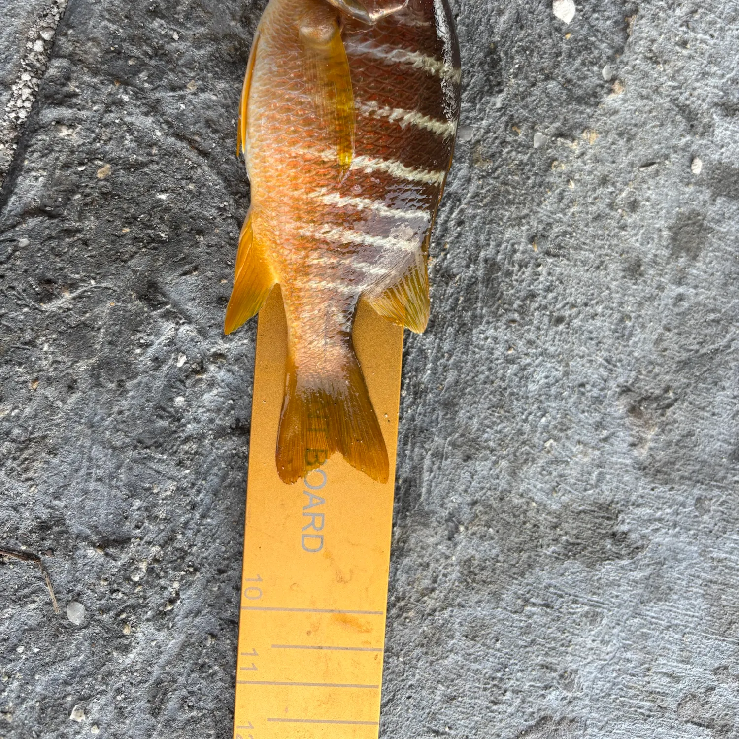 Mangrove snapper caught on Fishbrain