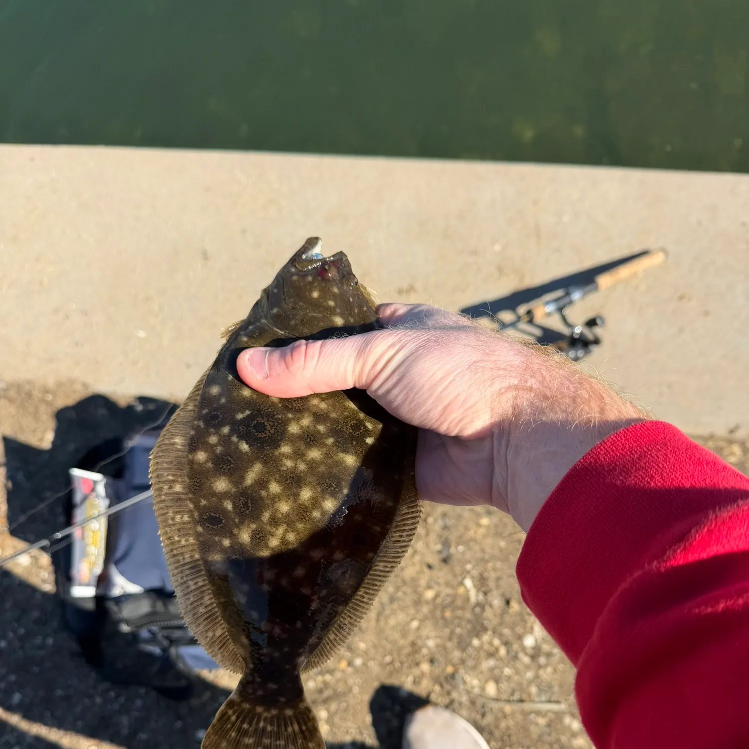 Summer flounder caught on Fishbrain