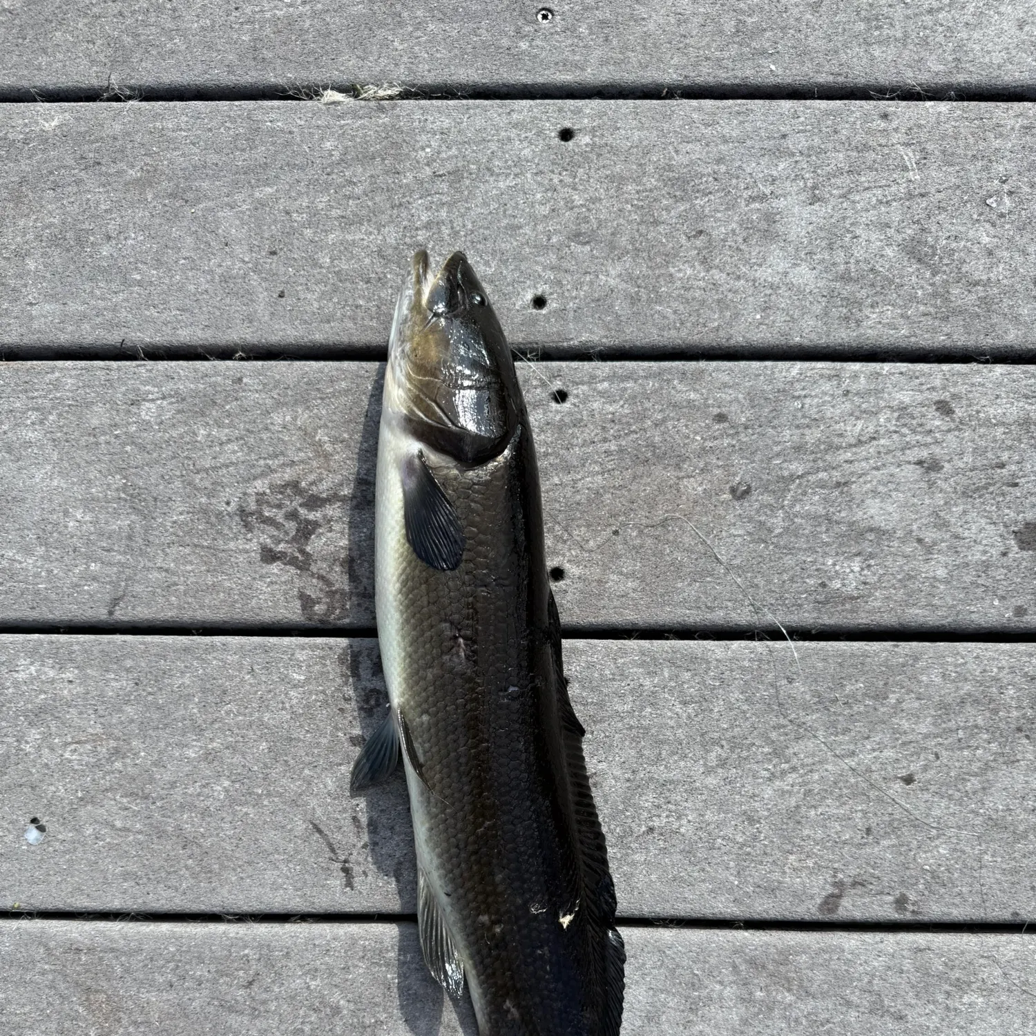 The most recent Eyetail bowfin catches on Fishbrain