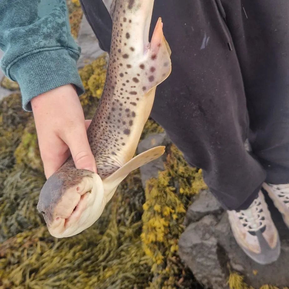 The most recent Piked dogfish catches on Fishbrain