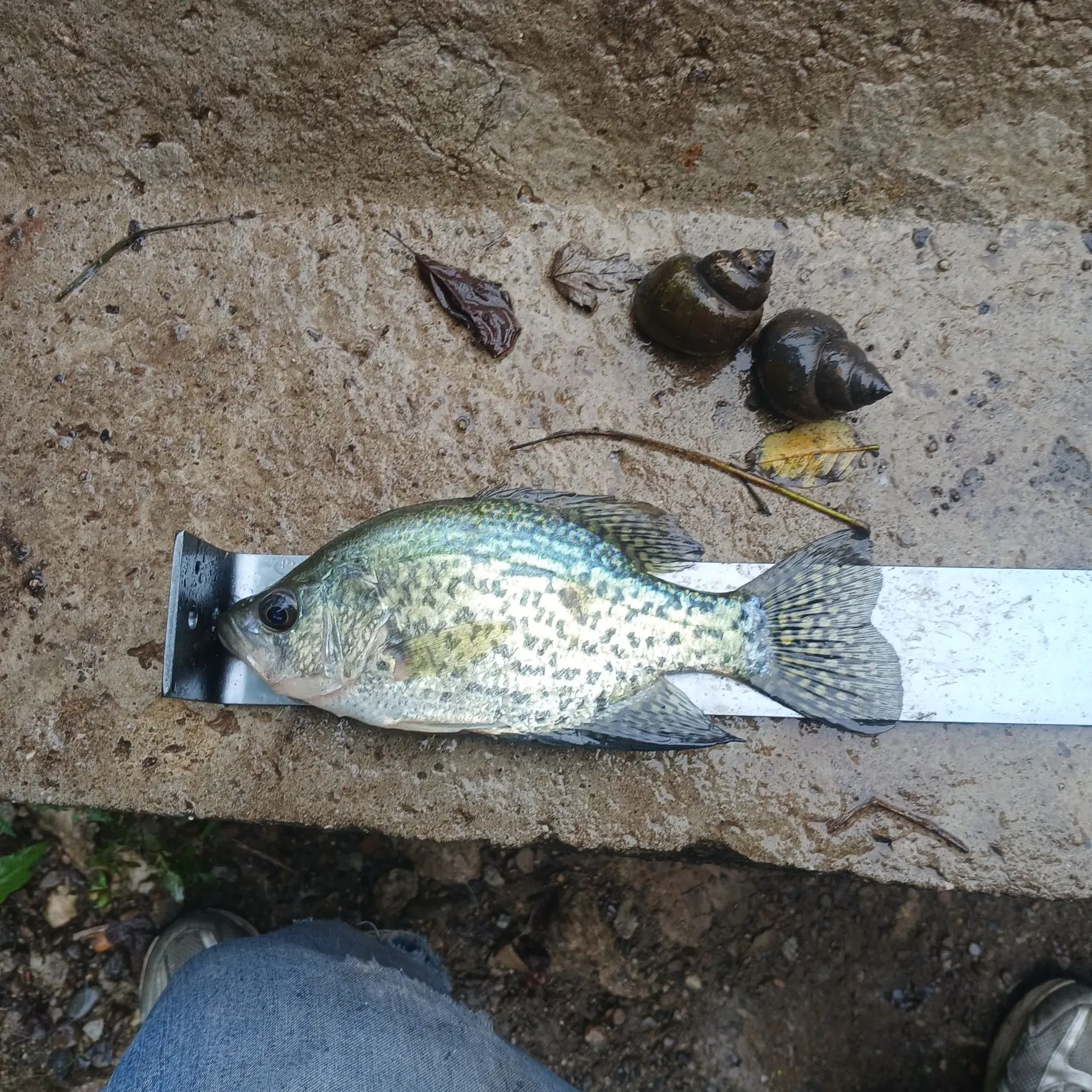 Black crappie caught on Fishbrain