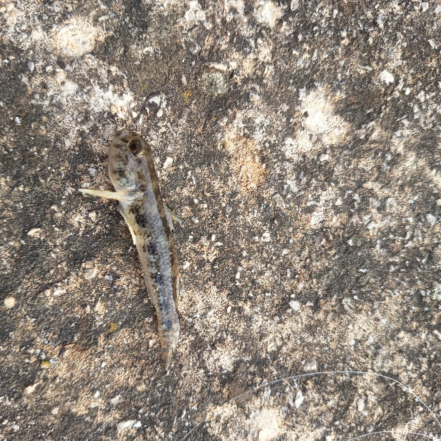 The most recent Sand goby catches on Fishbrain