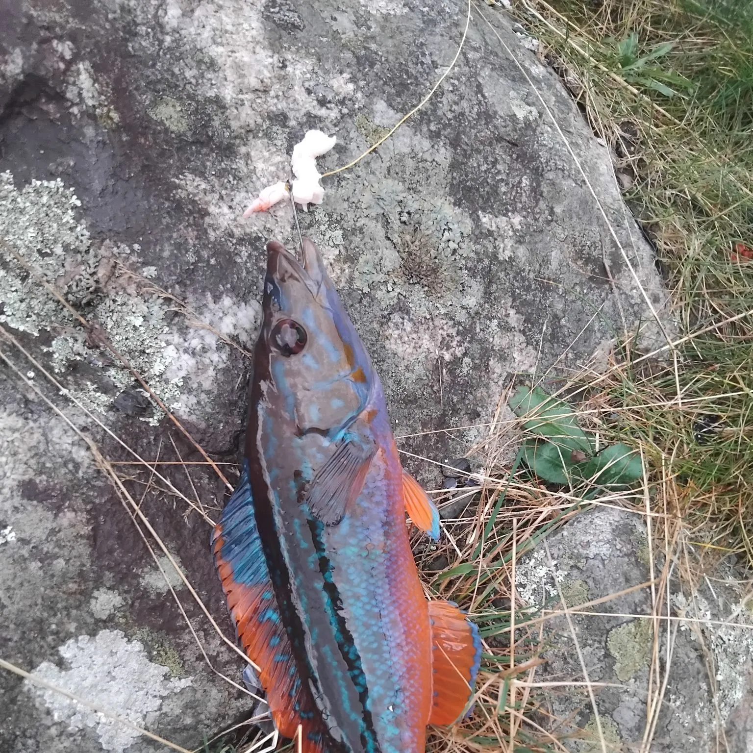 The most recent Cuckoo wrasse catches on Fishbrain