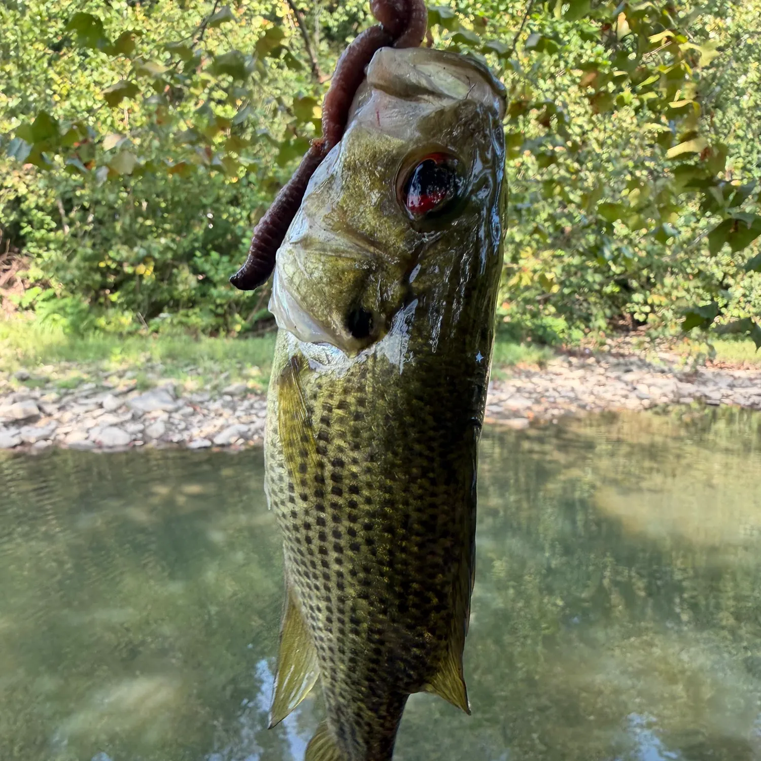 Rock bass caught on Fishbrain