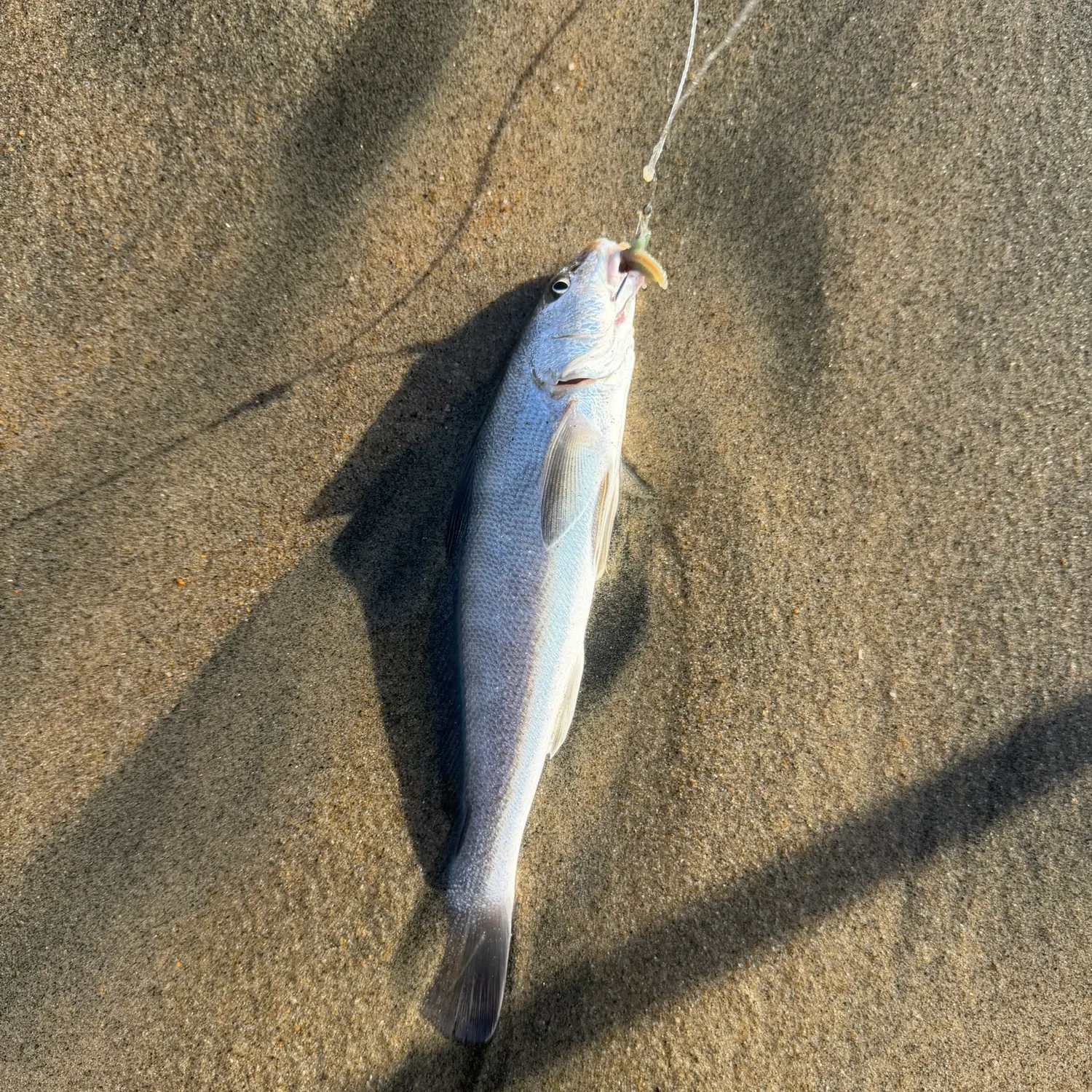 California corbina caught on Fishbrain