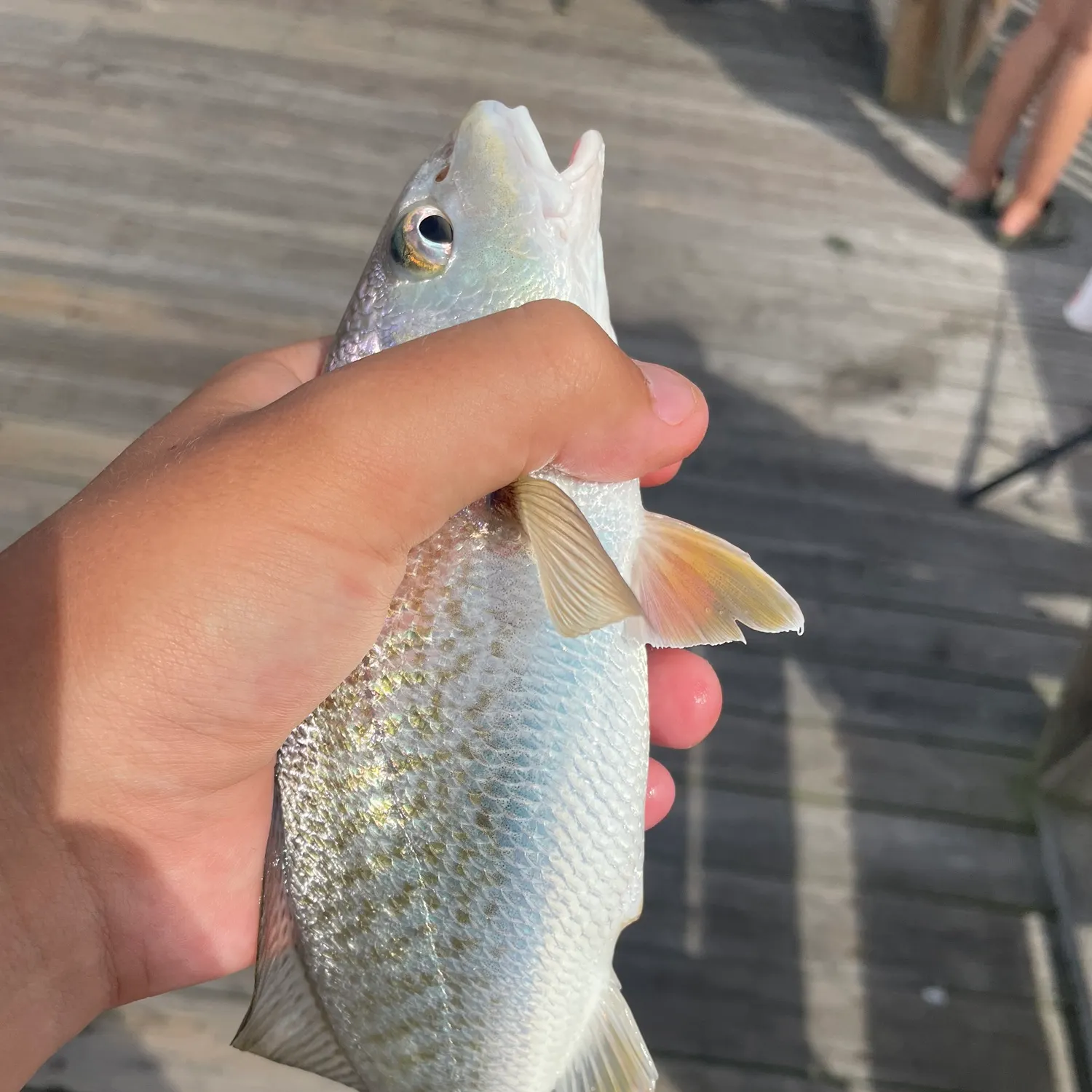 The most recent Atlantic croaker catches on Fishbrain