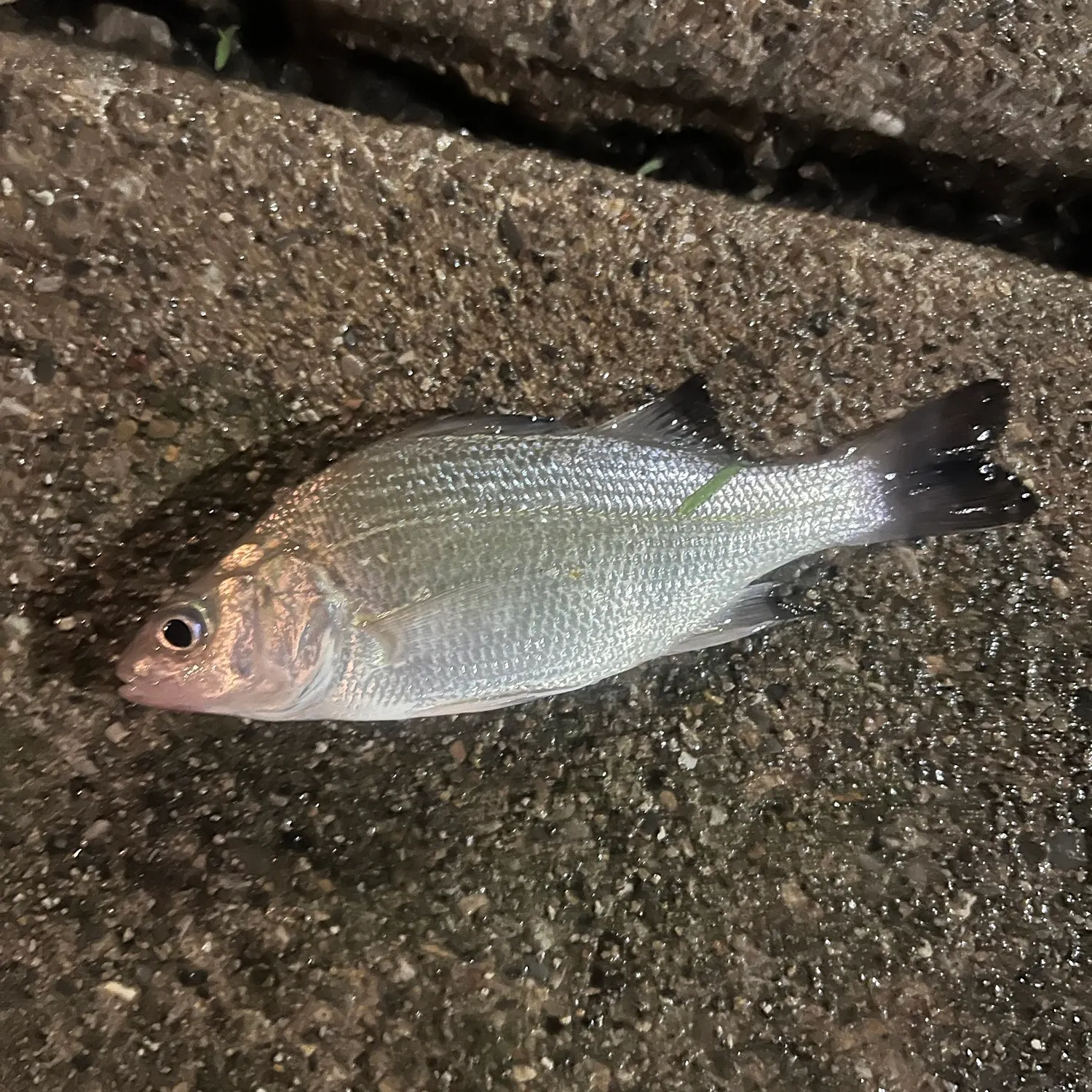 White perch caught on Fishbrain