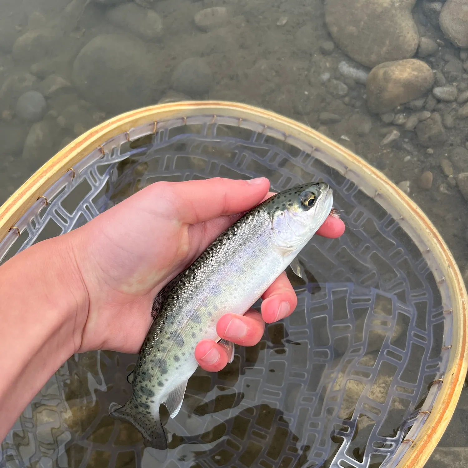 Rainbow trout caught on Fishbrain