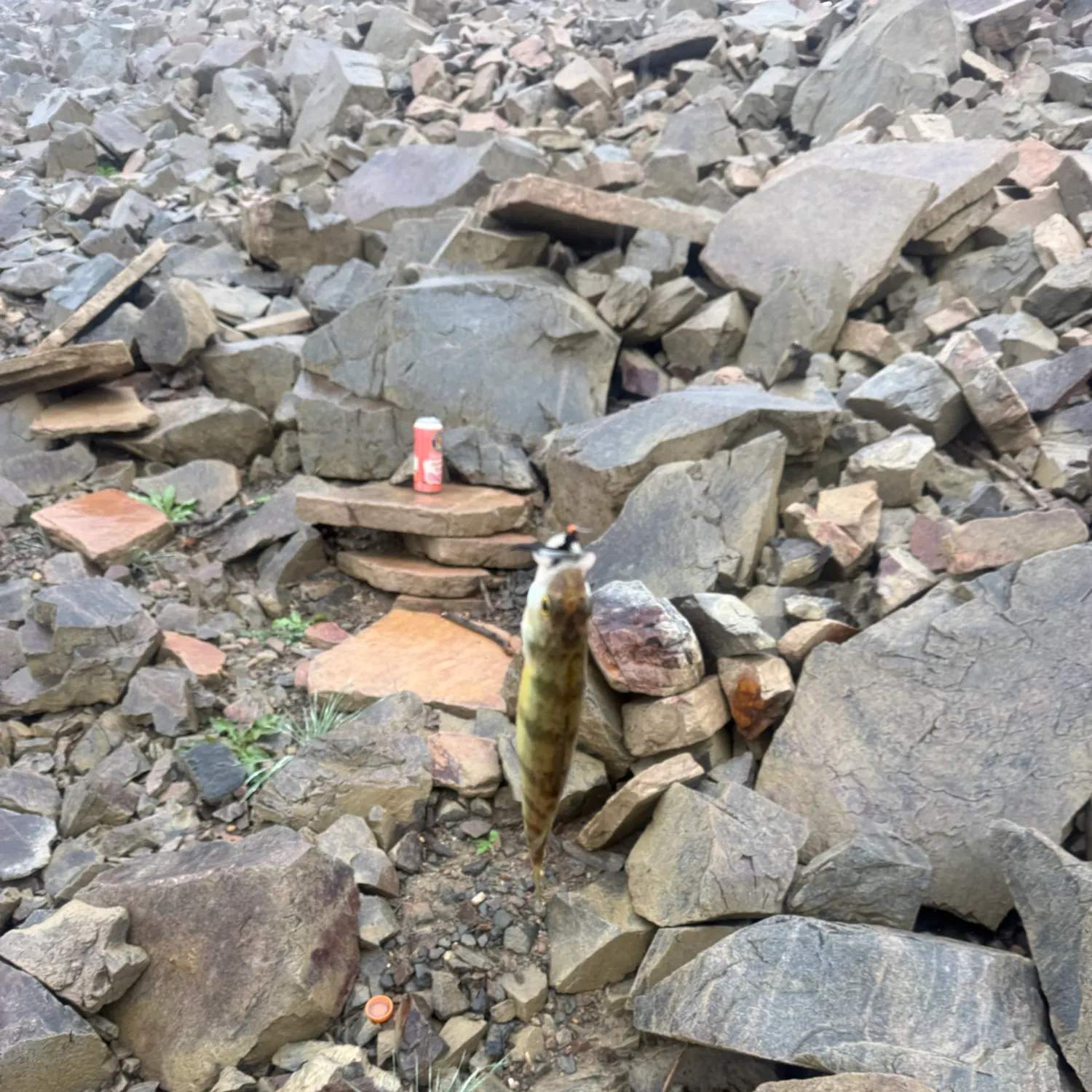 Common logperch caught on Fishbrain