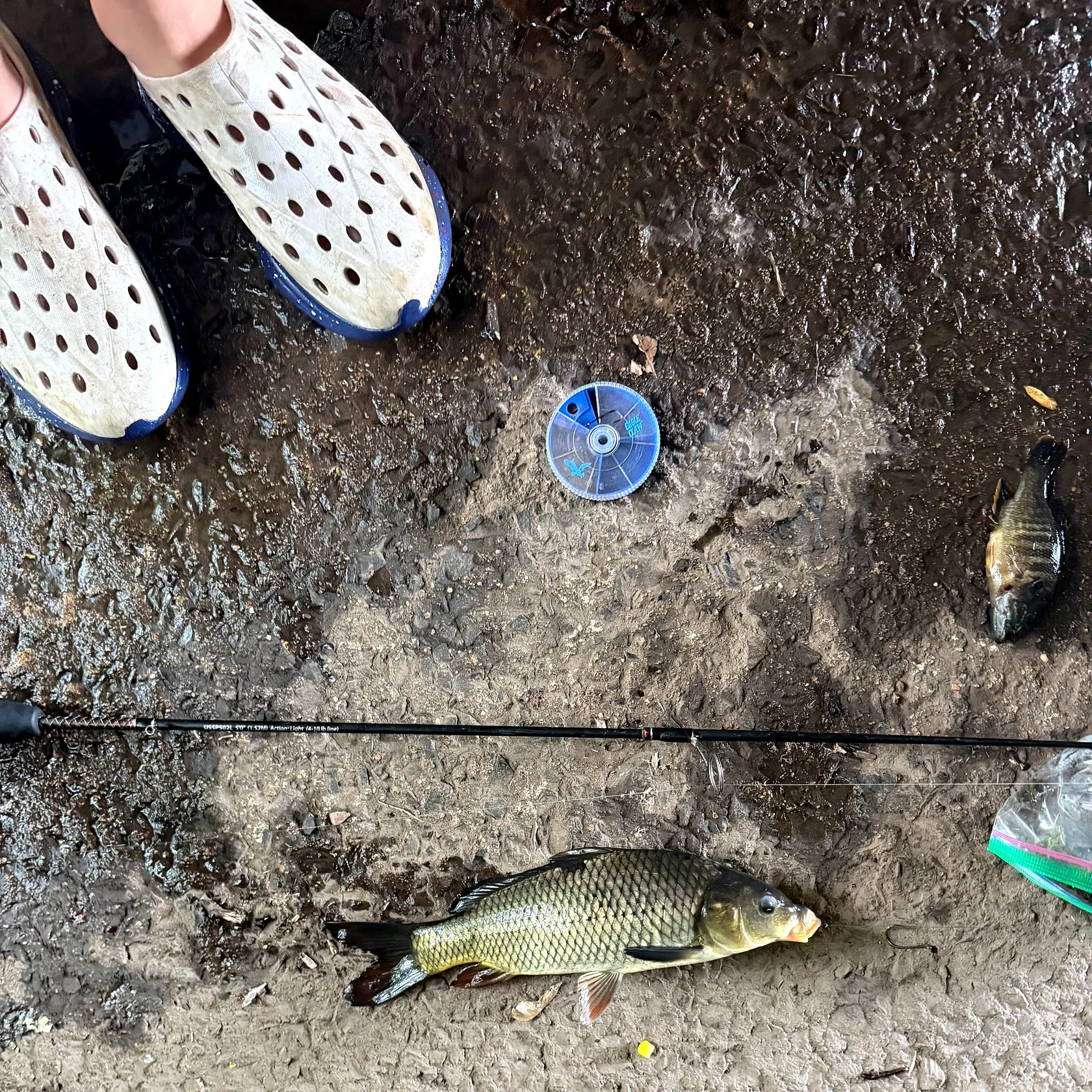 Common carp caught on Fishbrain