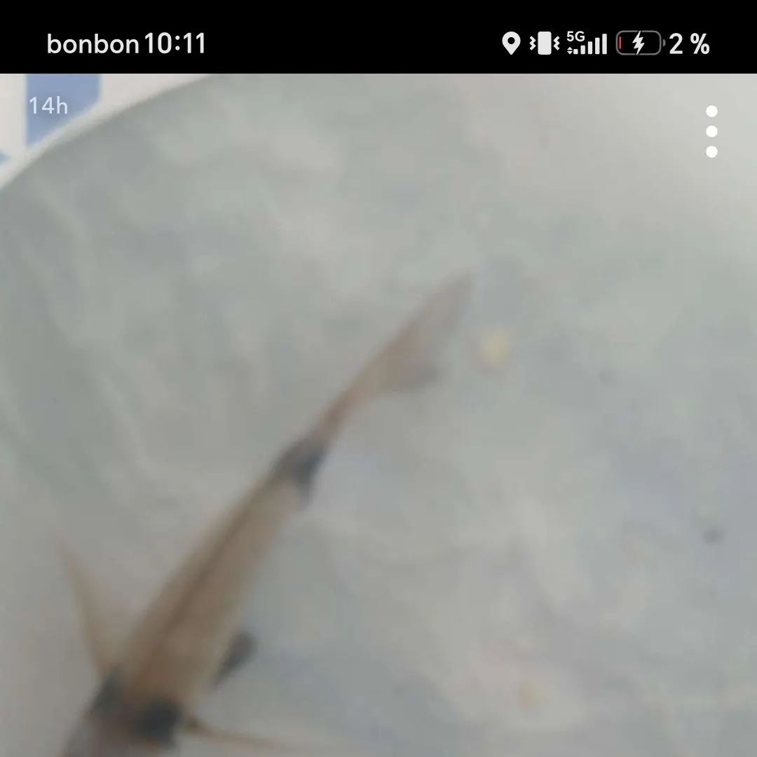 The most recent Goldblotched grouper catches on Fishbrain