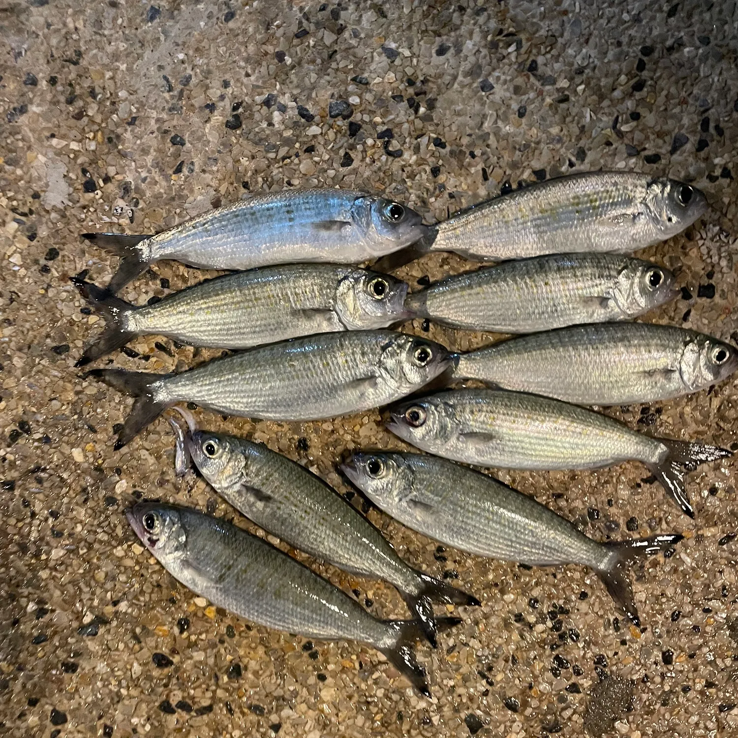 The most recent Australian ruff catches on Fishbrain