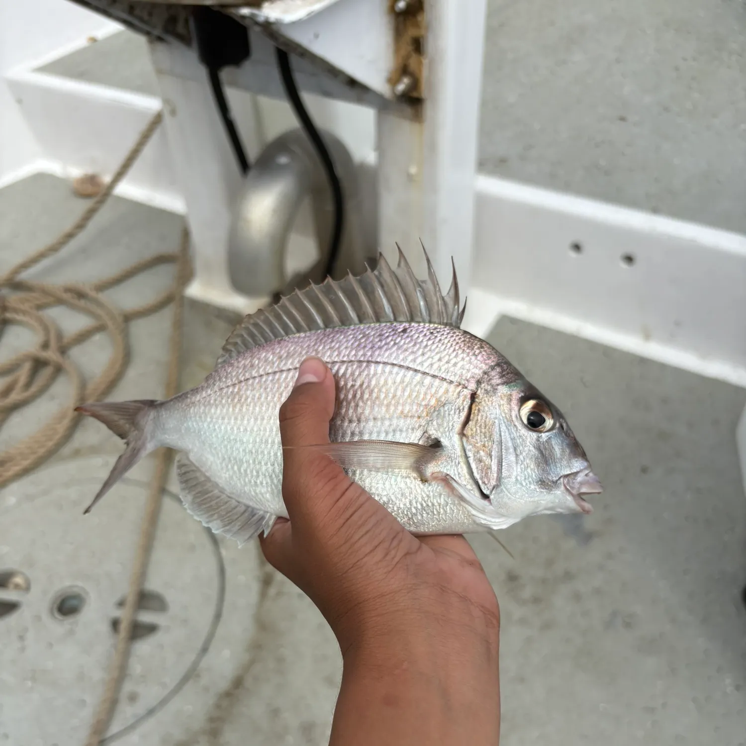 The most recent Silver porgy catches on Fishbrain