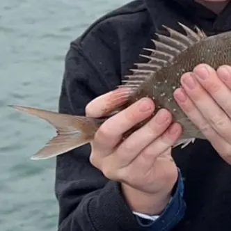 The most recent Australasian snapper catches on Fishbrain