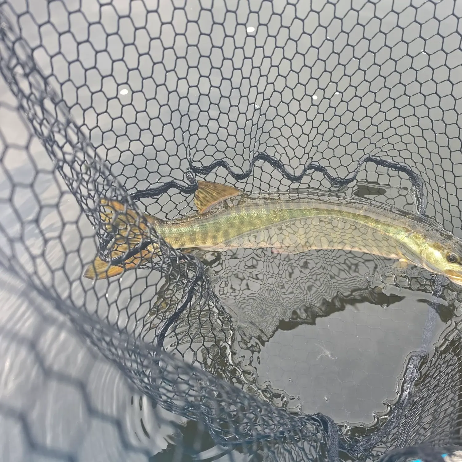 Muskie caught on Fishbrain