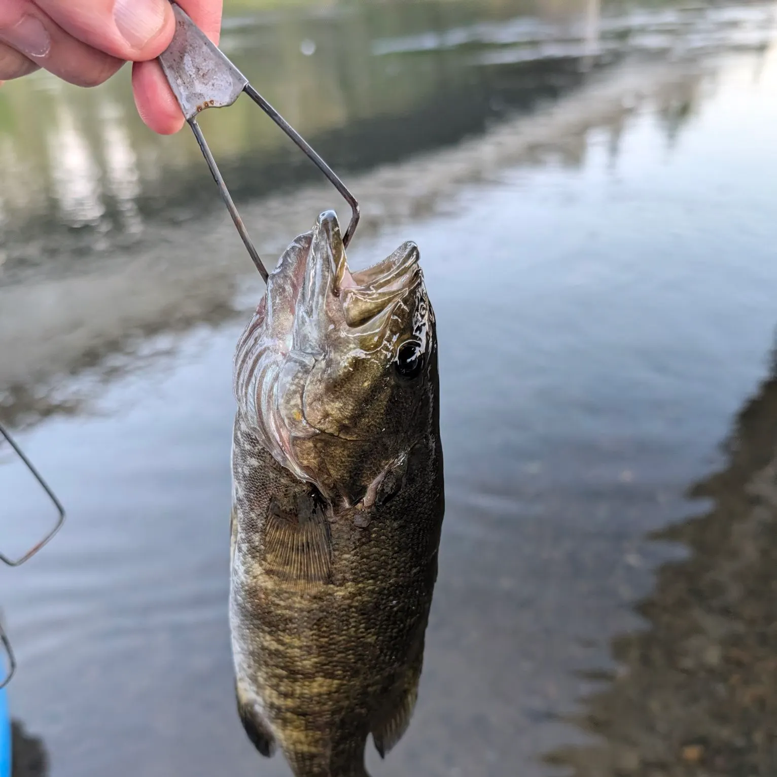 Smallmouth bass caught on Fishbrain
