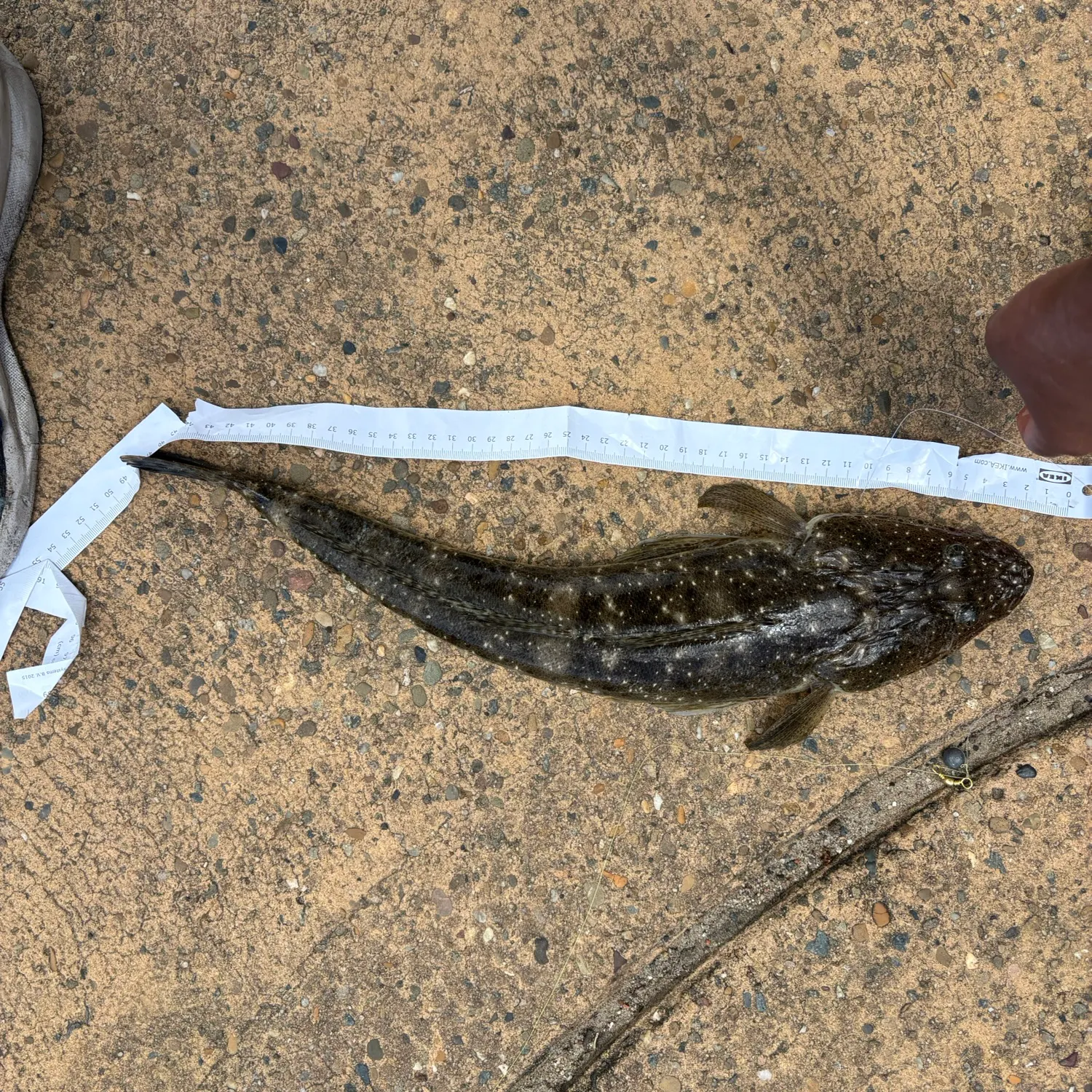 recently logged catches