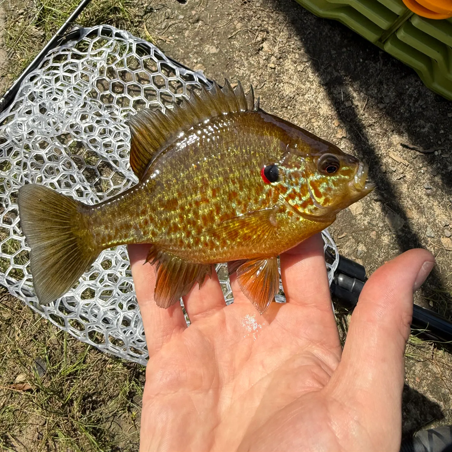 The most recent Pumpkinseed catches on Fishbrain