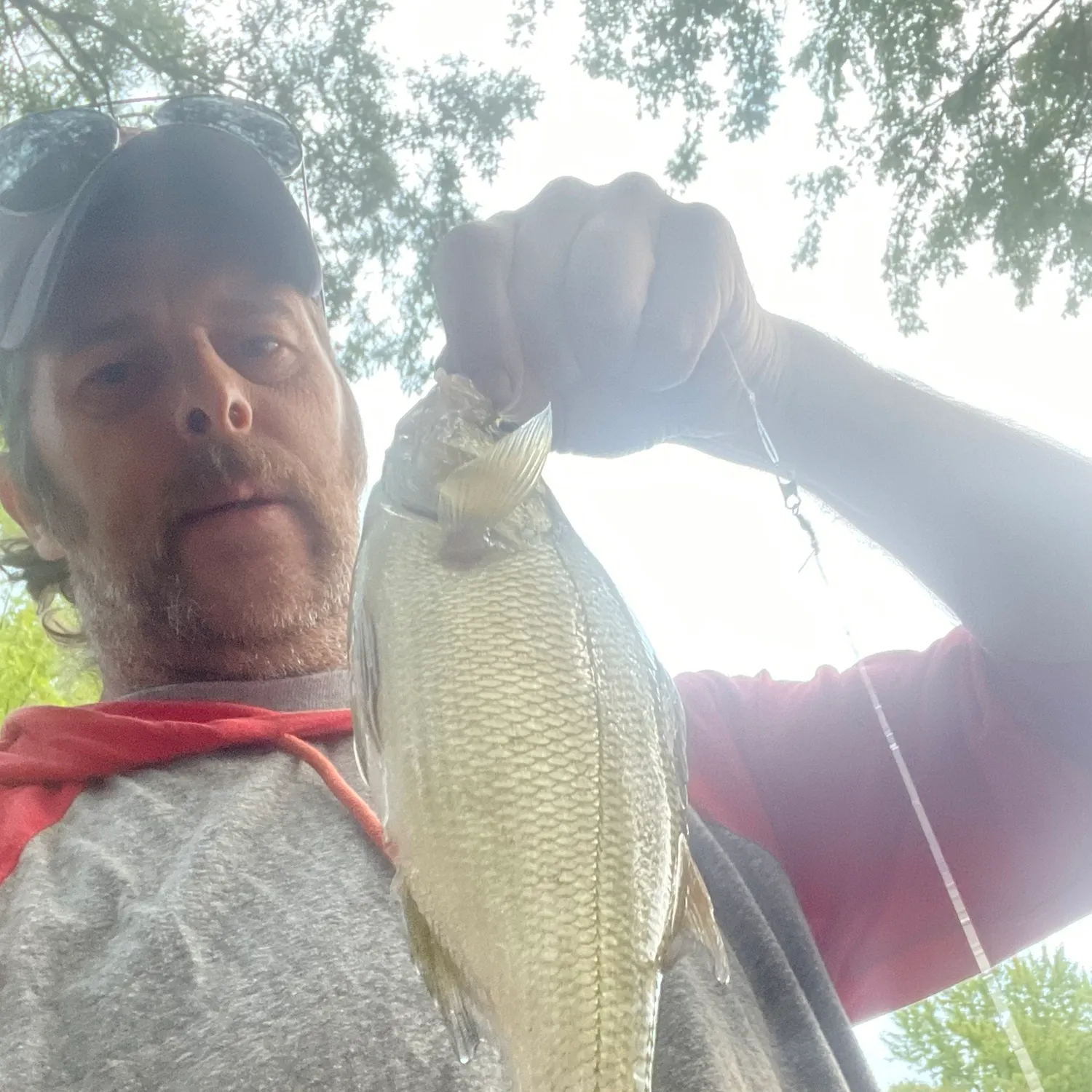 White perch caught on Fishbrain