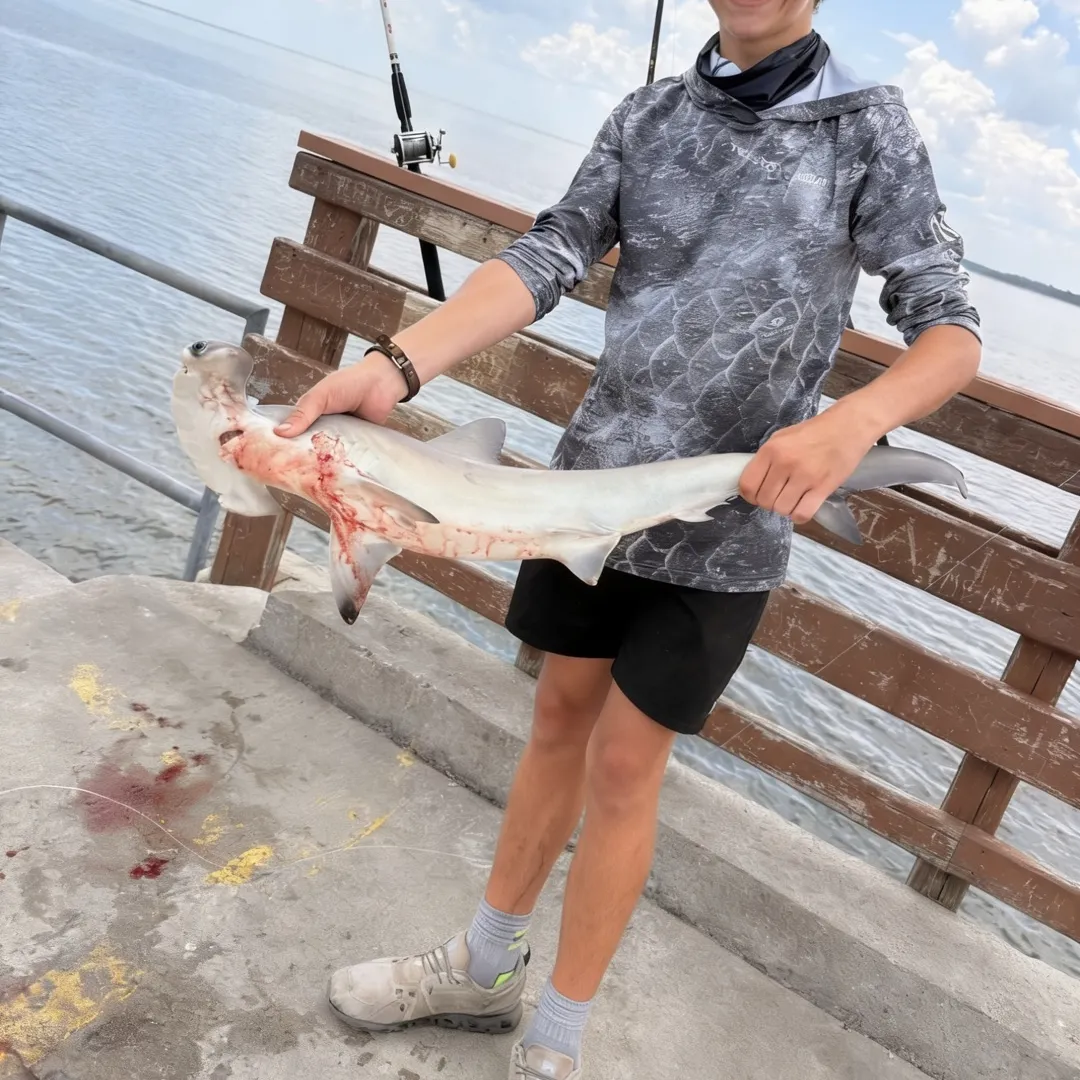Scalloped hammerhead shark caught on Fishbrain
