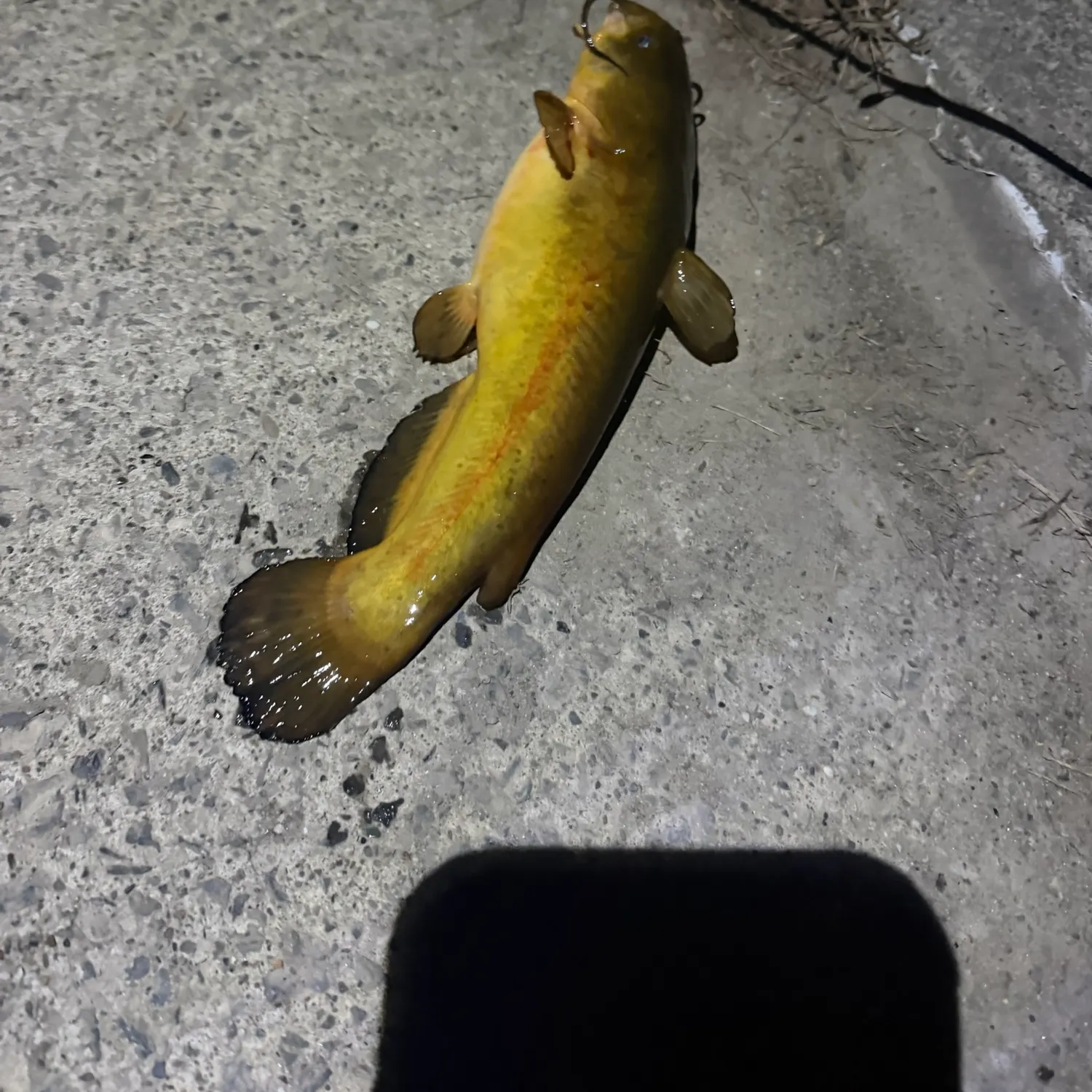 Brown bullhead caught on Fishbrain