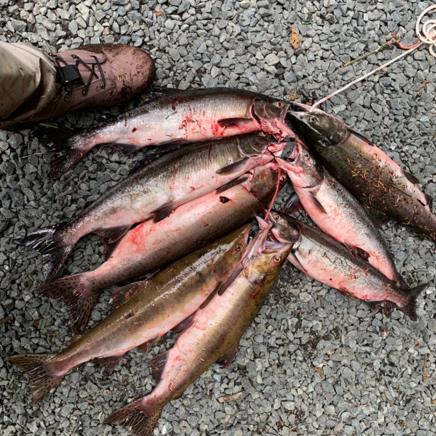 recently logged catches