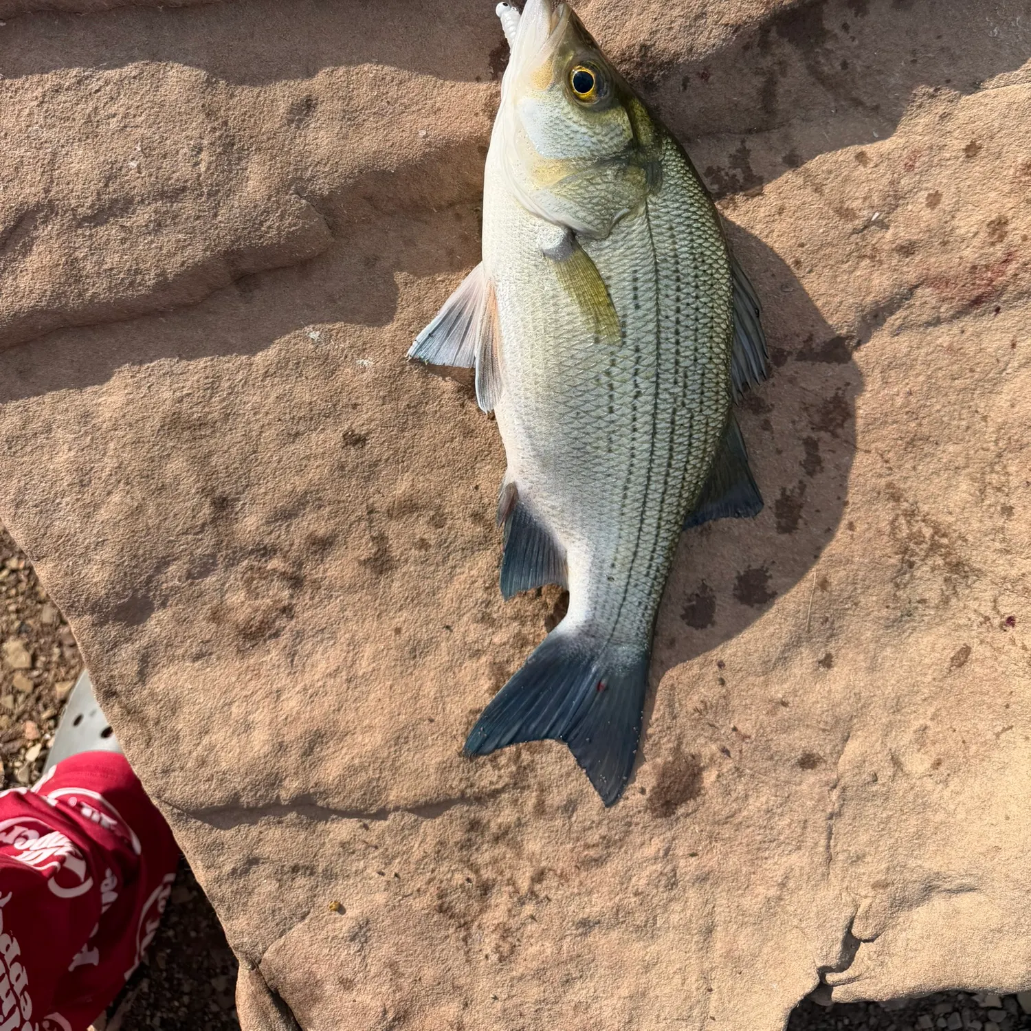 White bass caught on Fishbrain