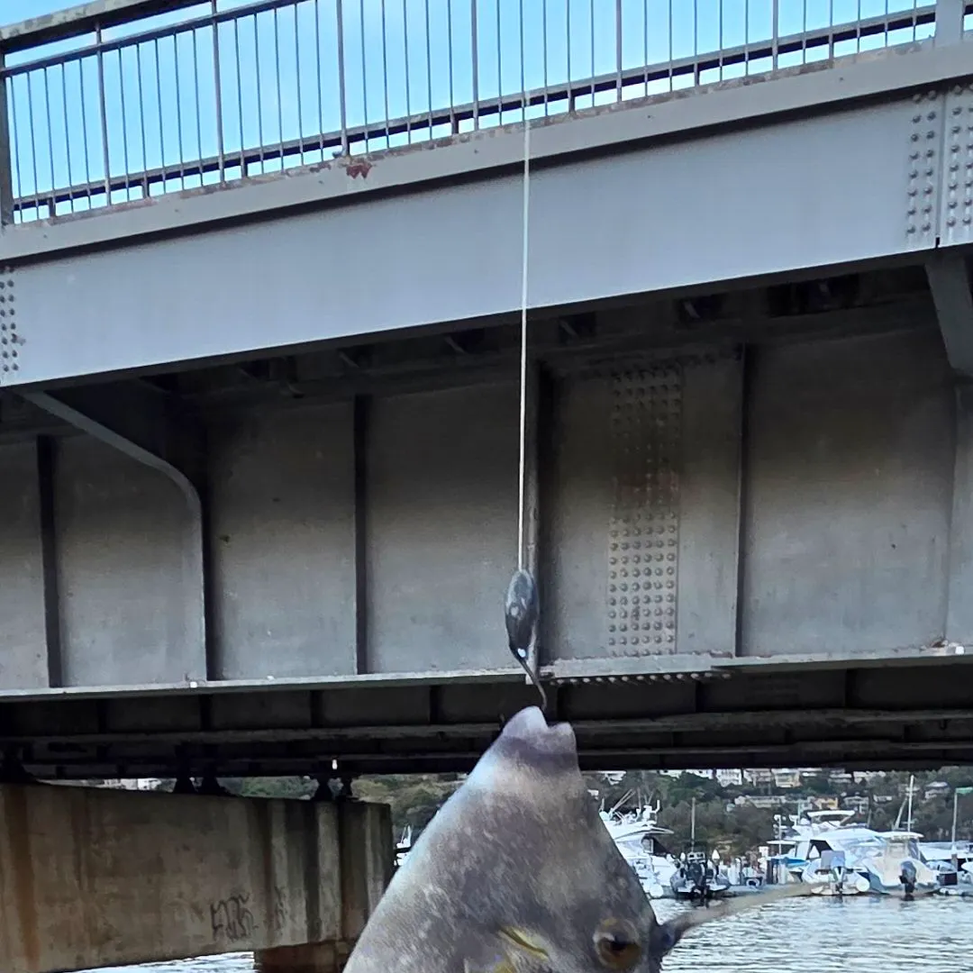 Fish caught on Fishbrain