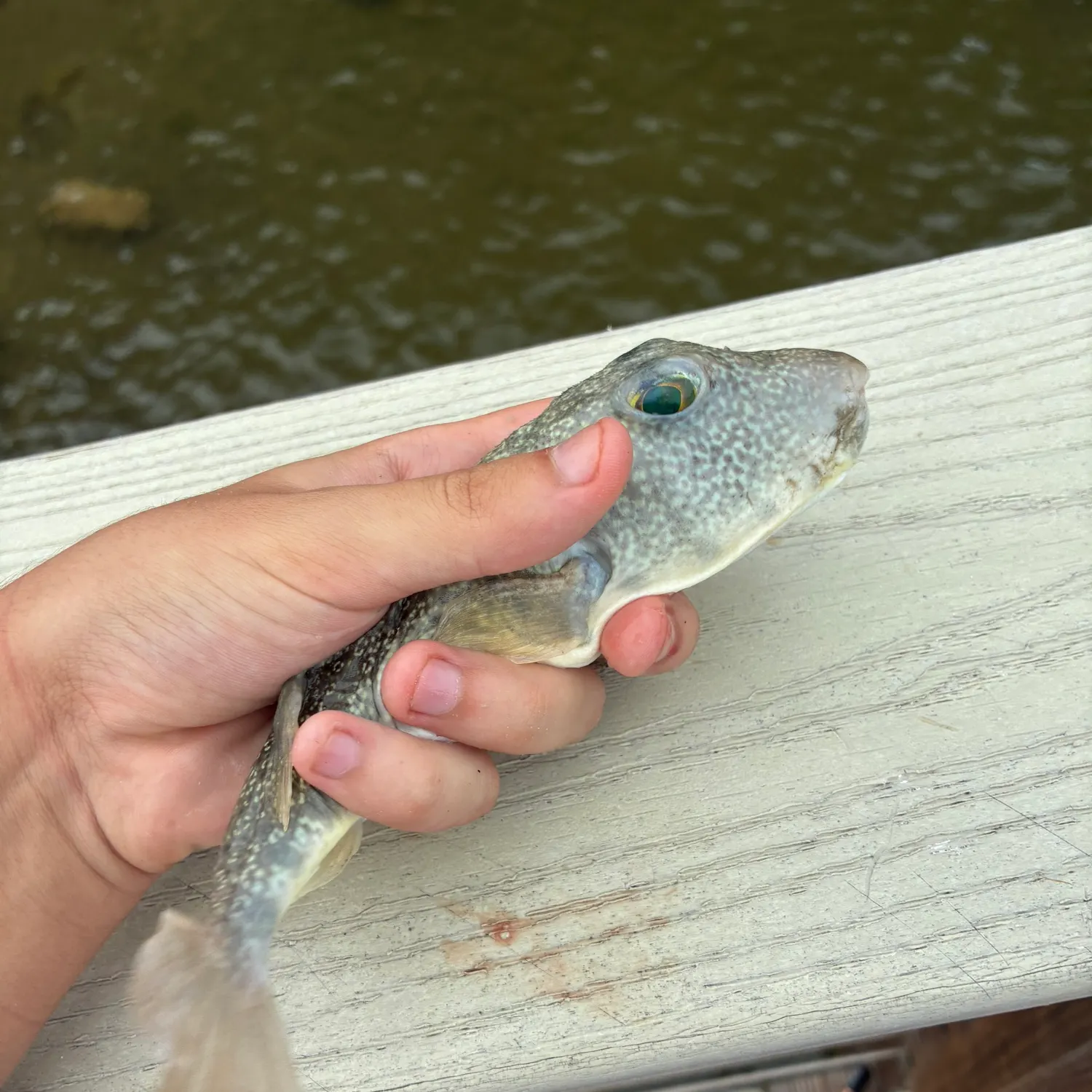 Southern puffer caught on Fishbrain