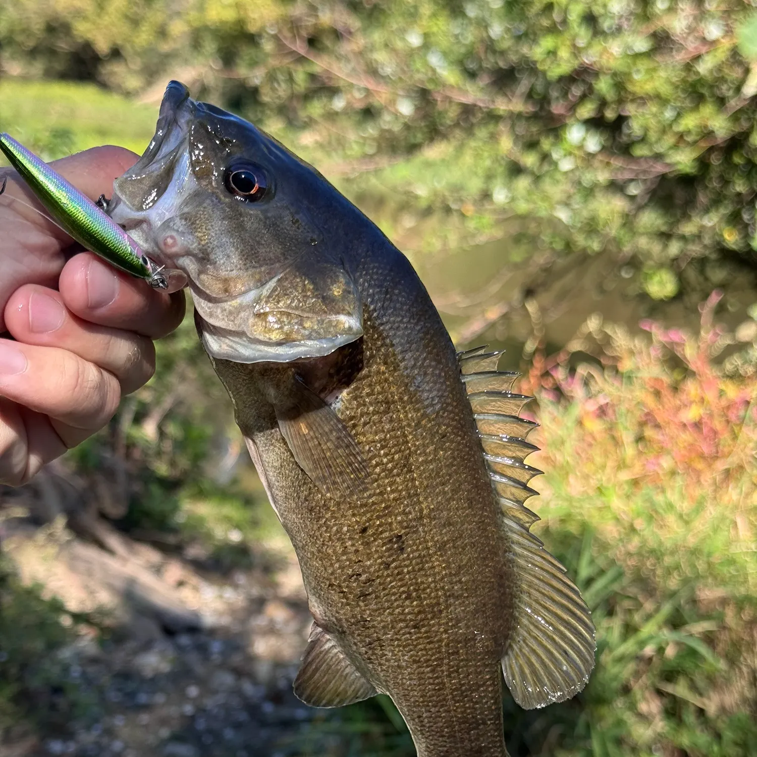 Smallmouth bass caught on Fishbrain