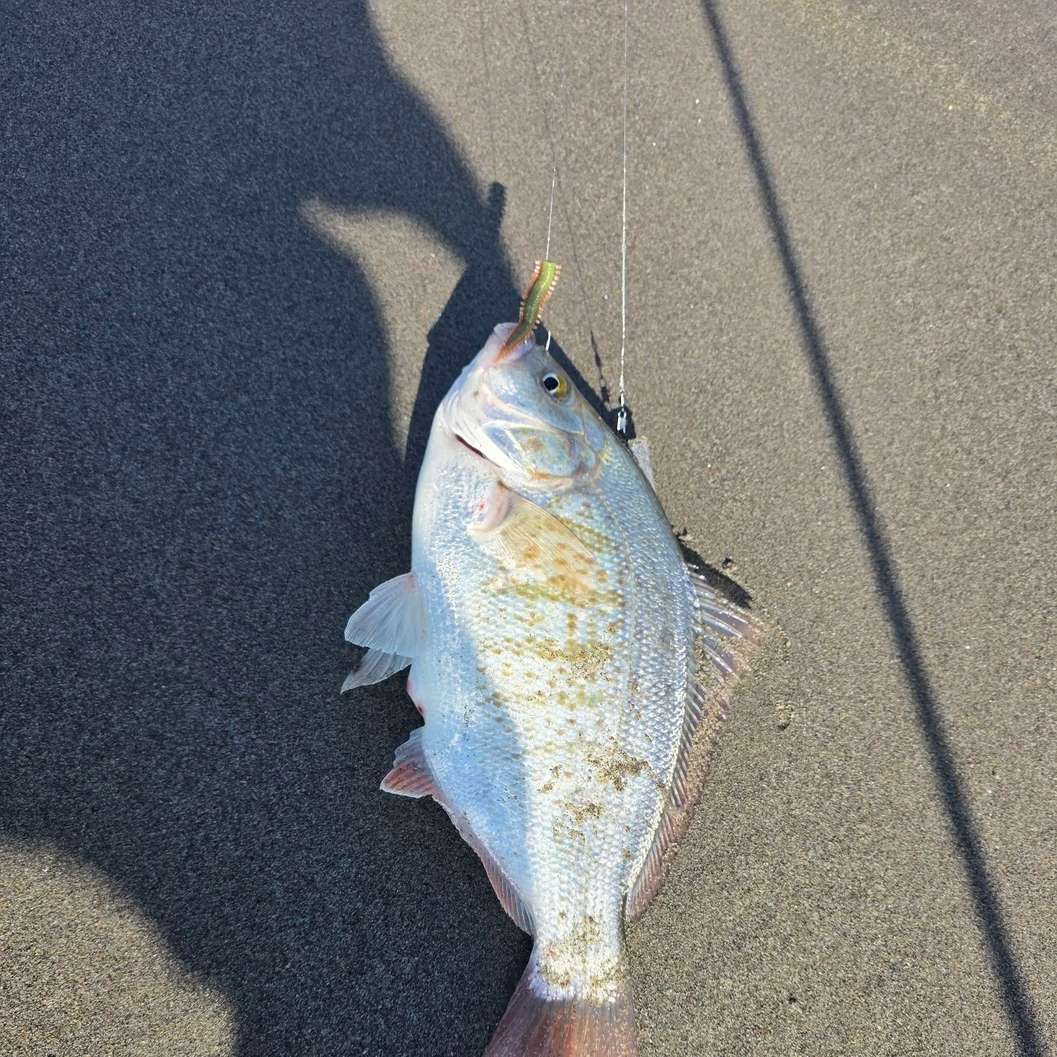 The most recent Redtail surfperch catches on Fishbrain