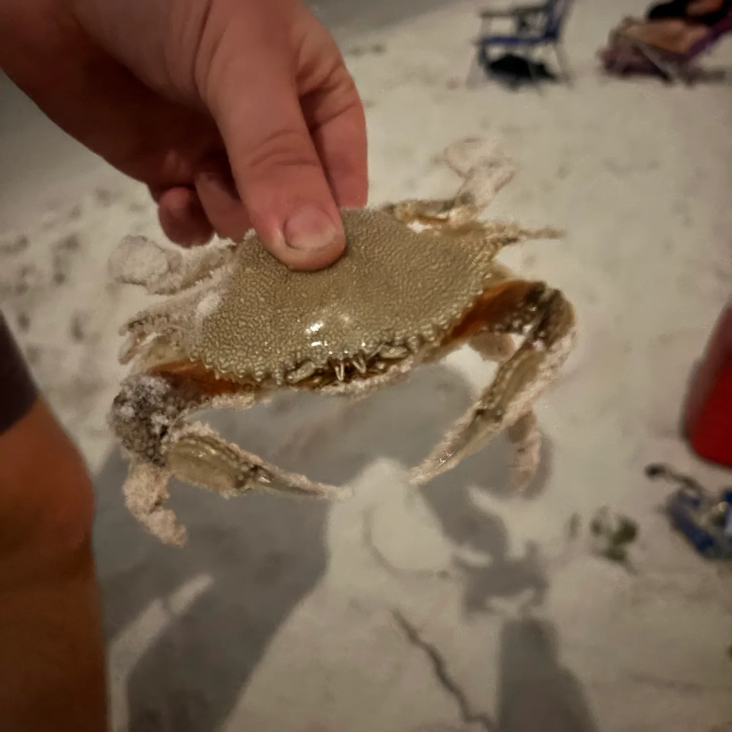 The most recent Atlantic rock crab catches on Fishbrain