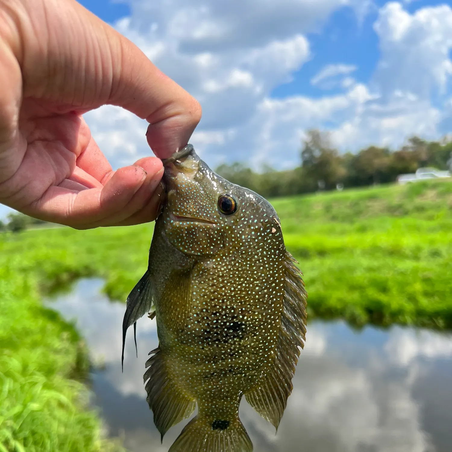 Rio Grande cichlid caught on Fishbrain