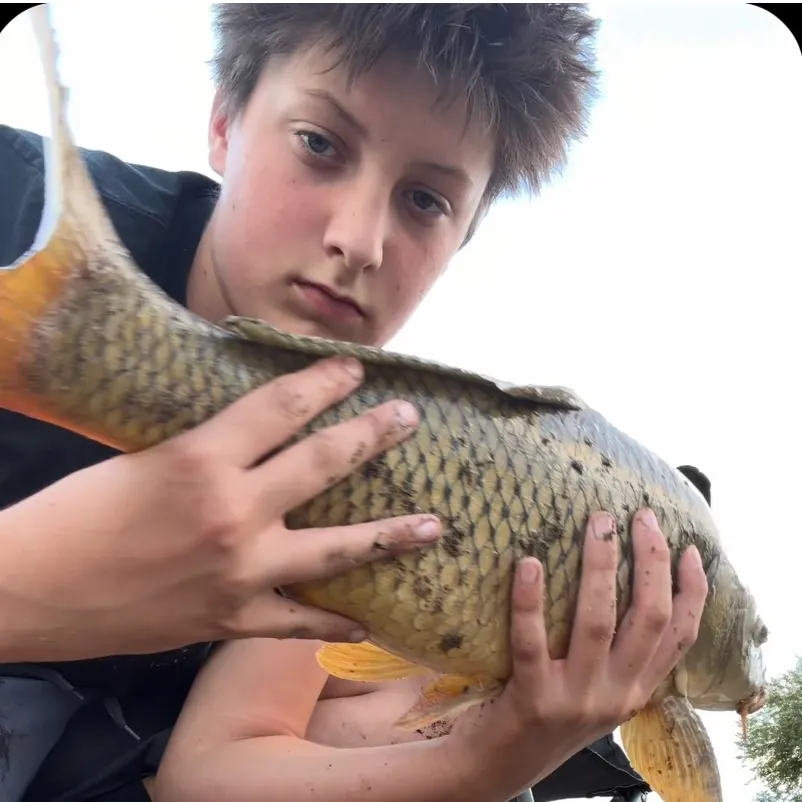 Common carp caught on Fishbrain