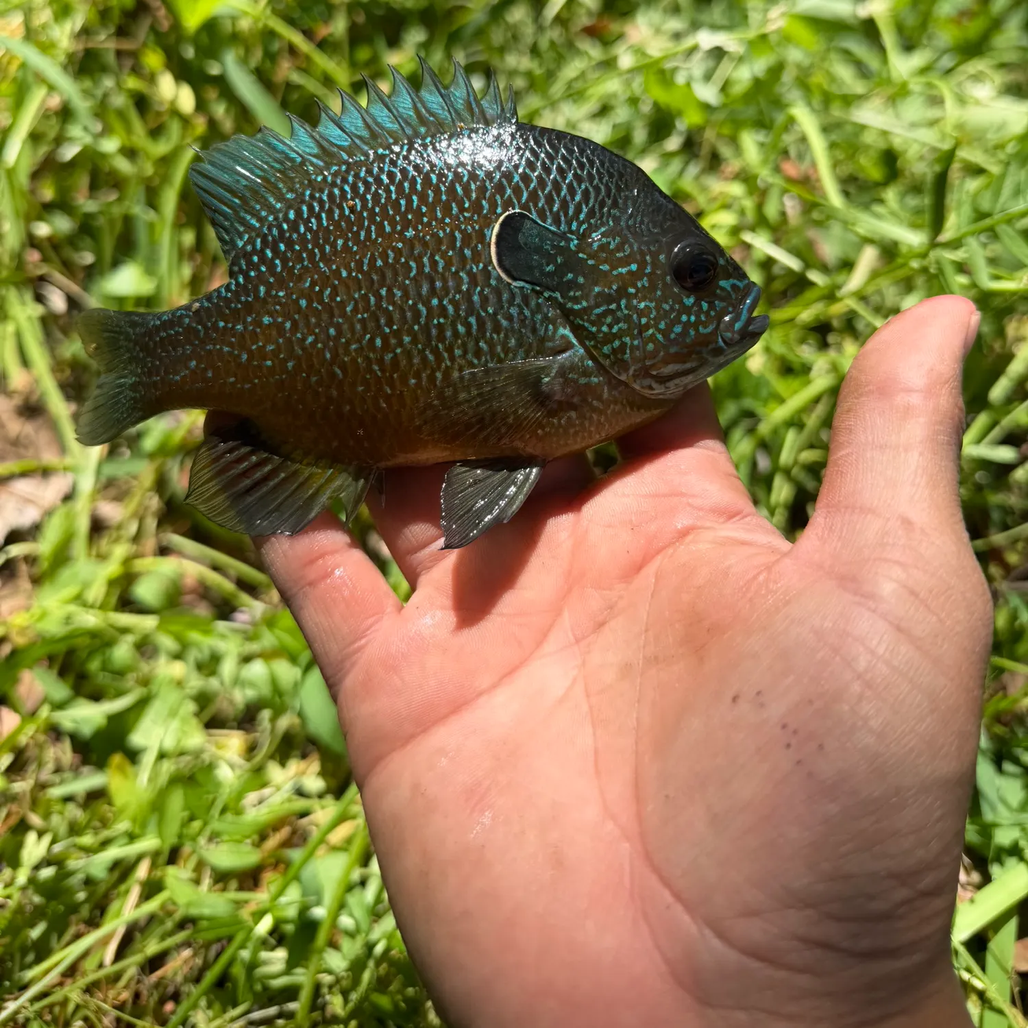 The most recent Dollar sunfish catches on Fishbrain