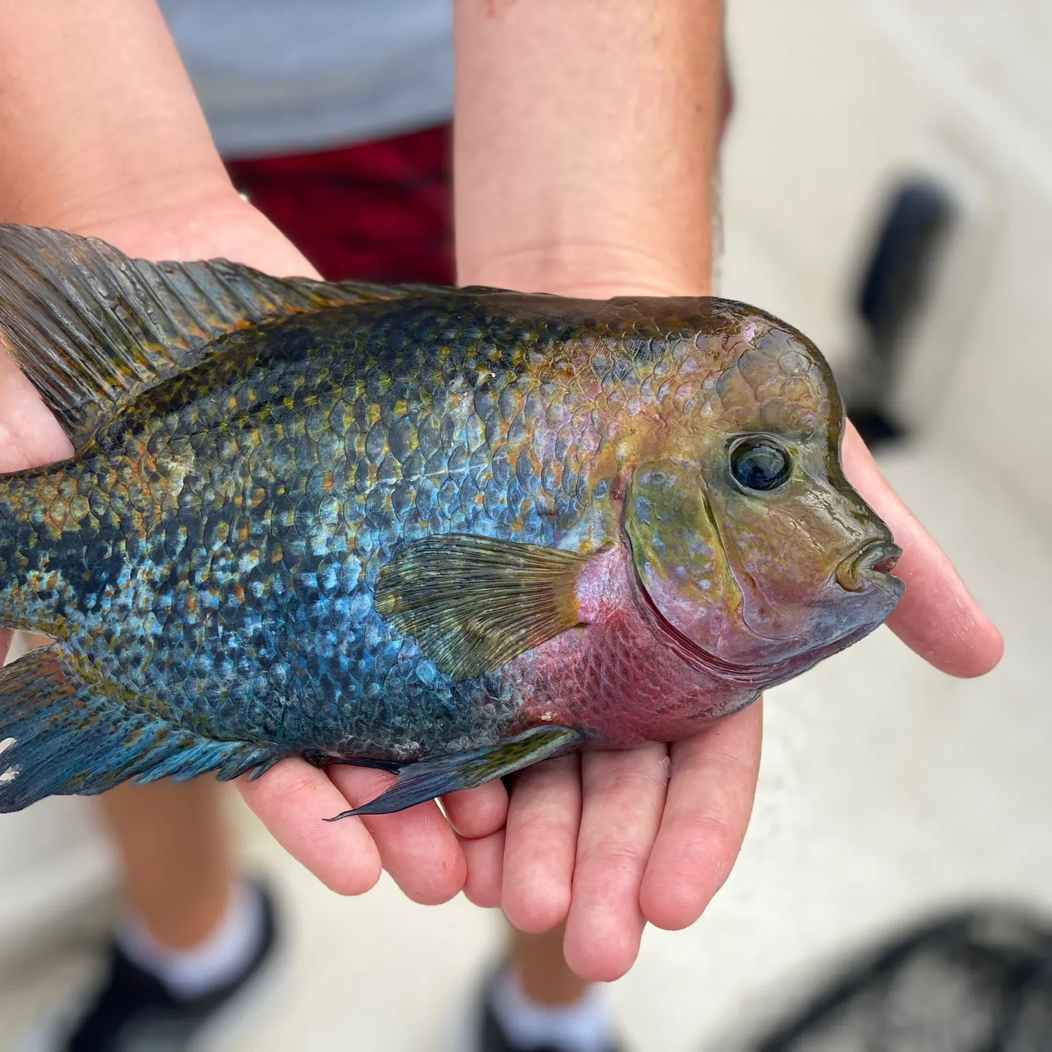 The most recent Redhead cichlid catches on Fishbrain
