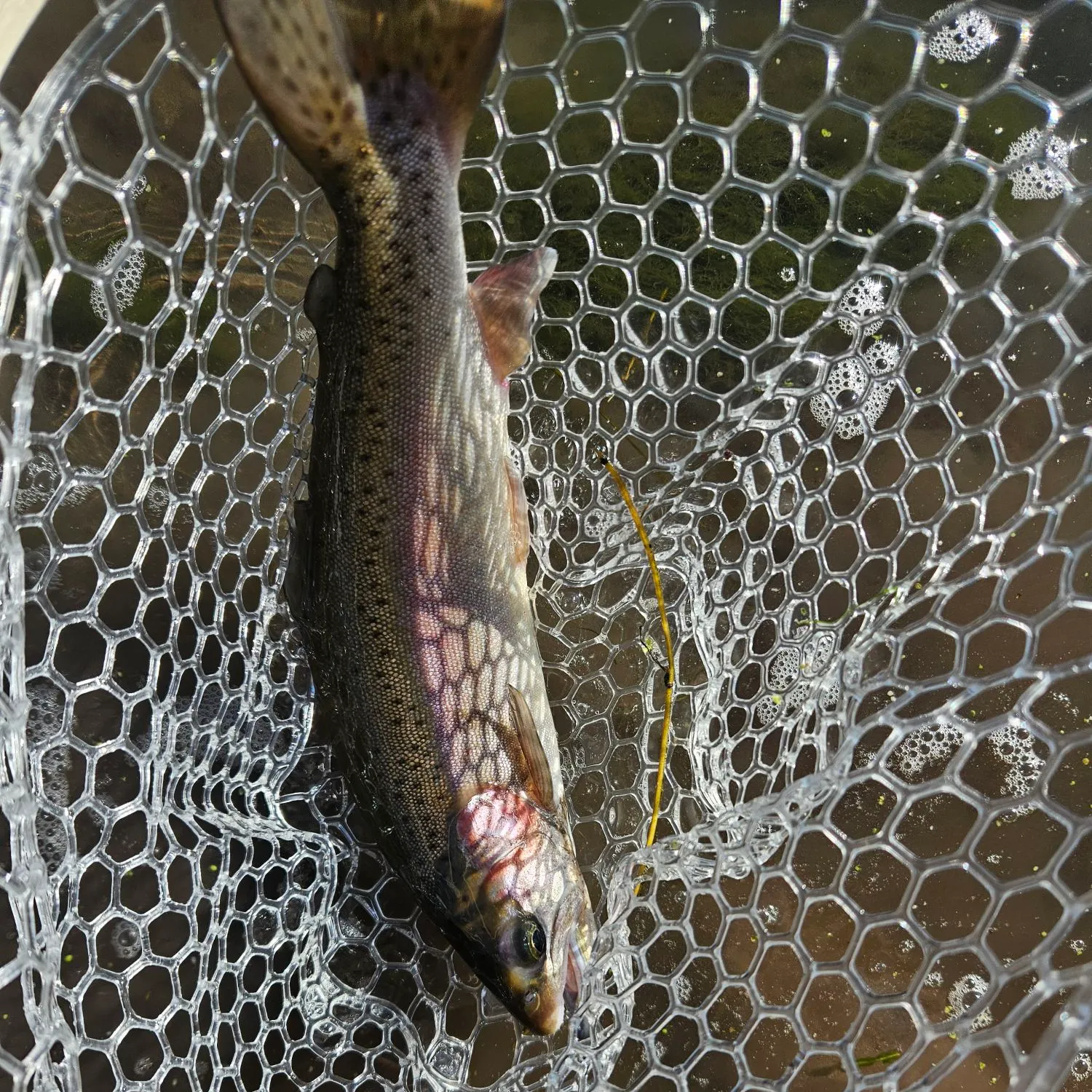 The most recent Bala shark catches on Fishbrain