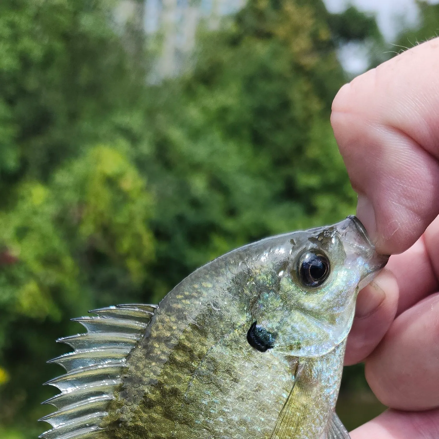 Bluegill caught on Fishbrain