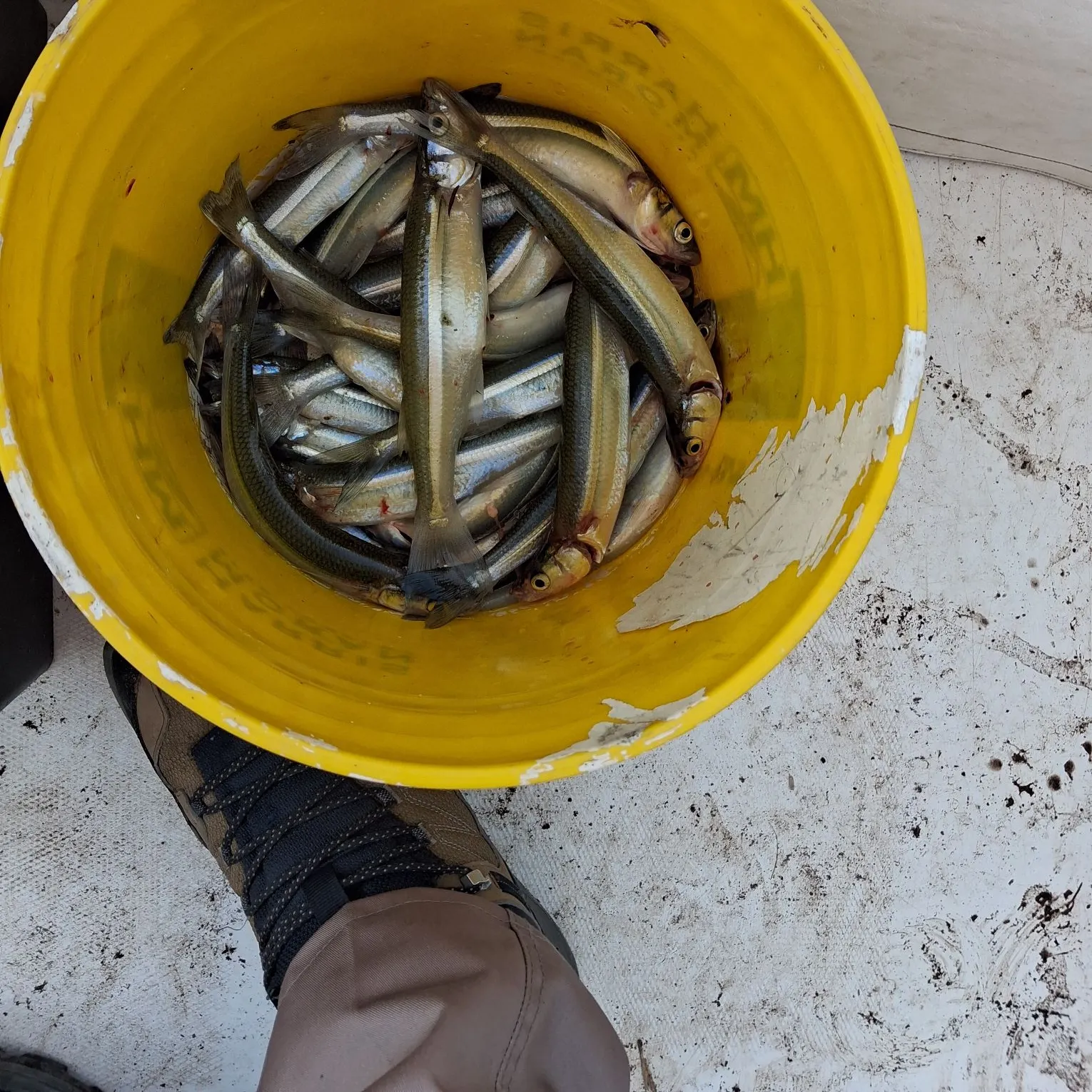 The most recent Argentinian silverside catches on Fishbrain