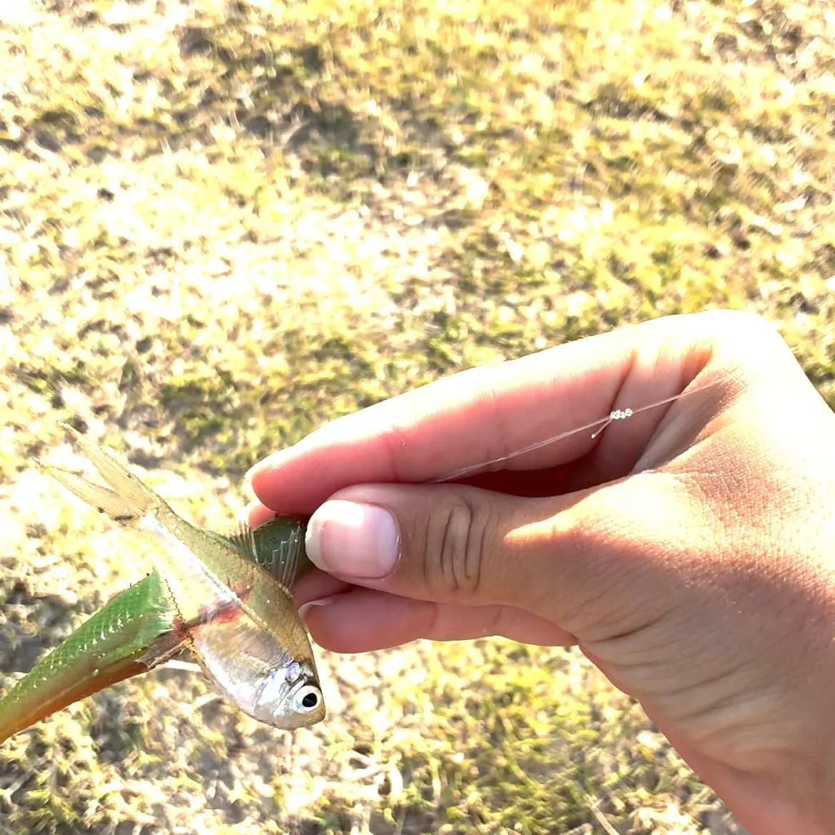 The most recent Vachelli's glass perchlet catches on Fishbrain