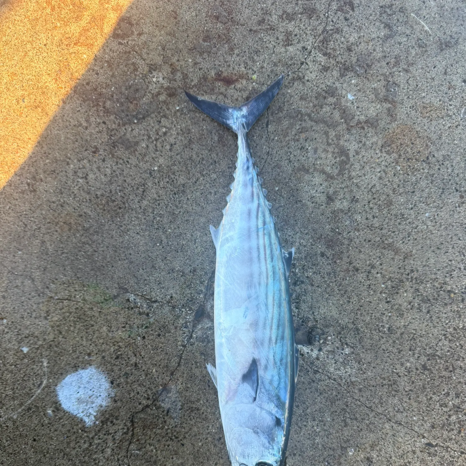 Pacific bonito caught on Fishbrain