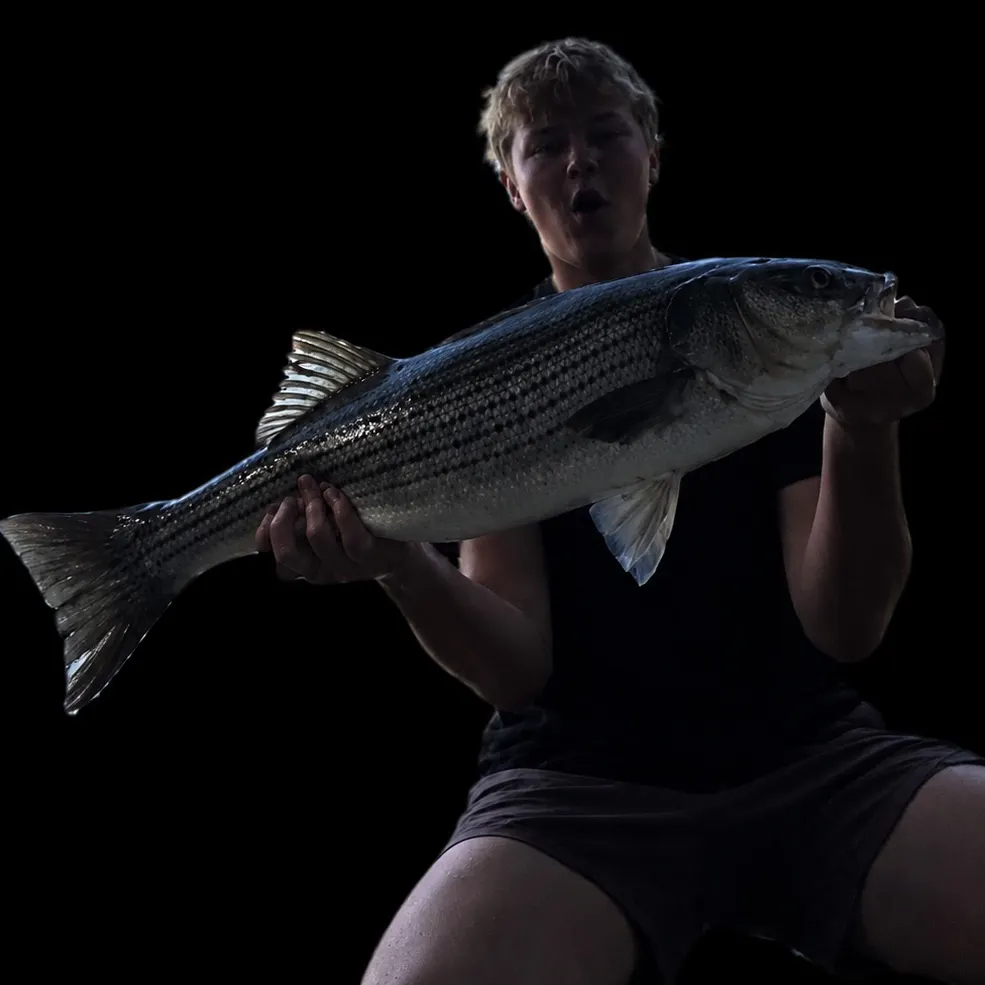 Striped bass caught on Fishbrain