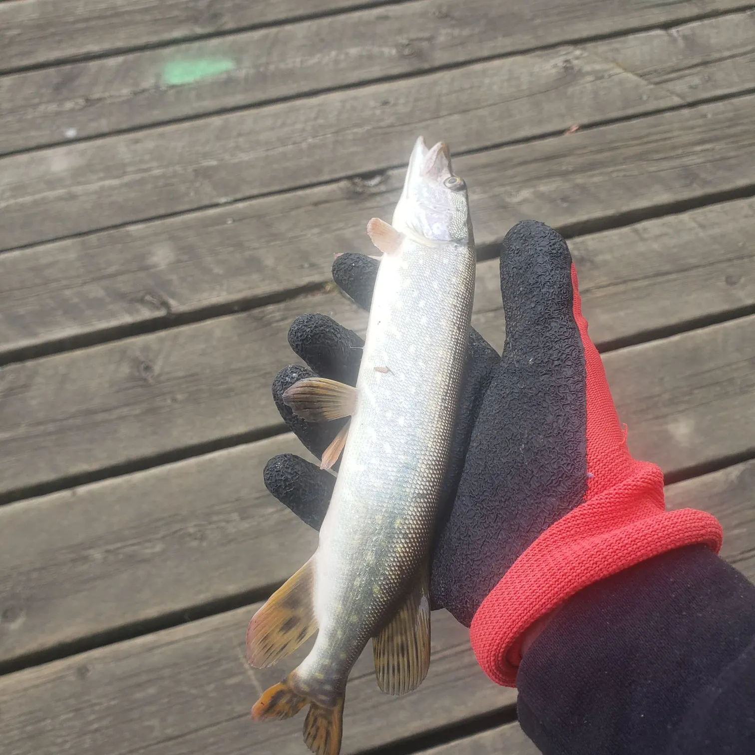 Northern pike caught on Fishbrain