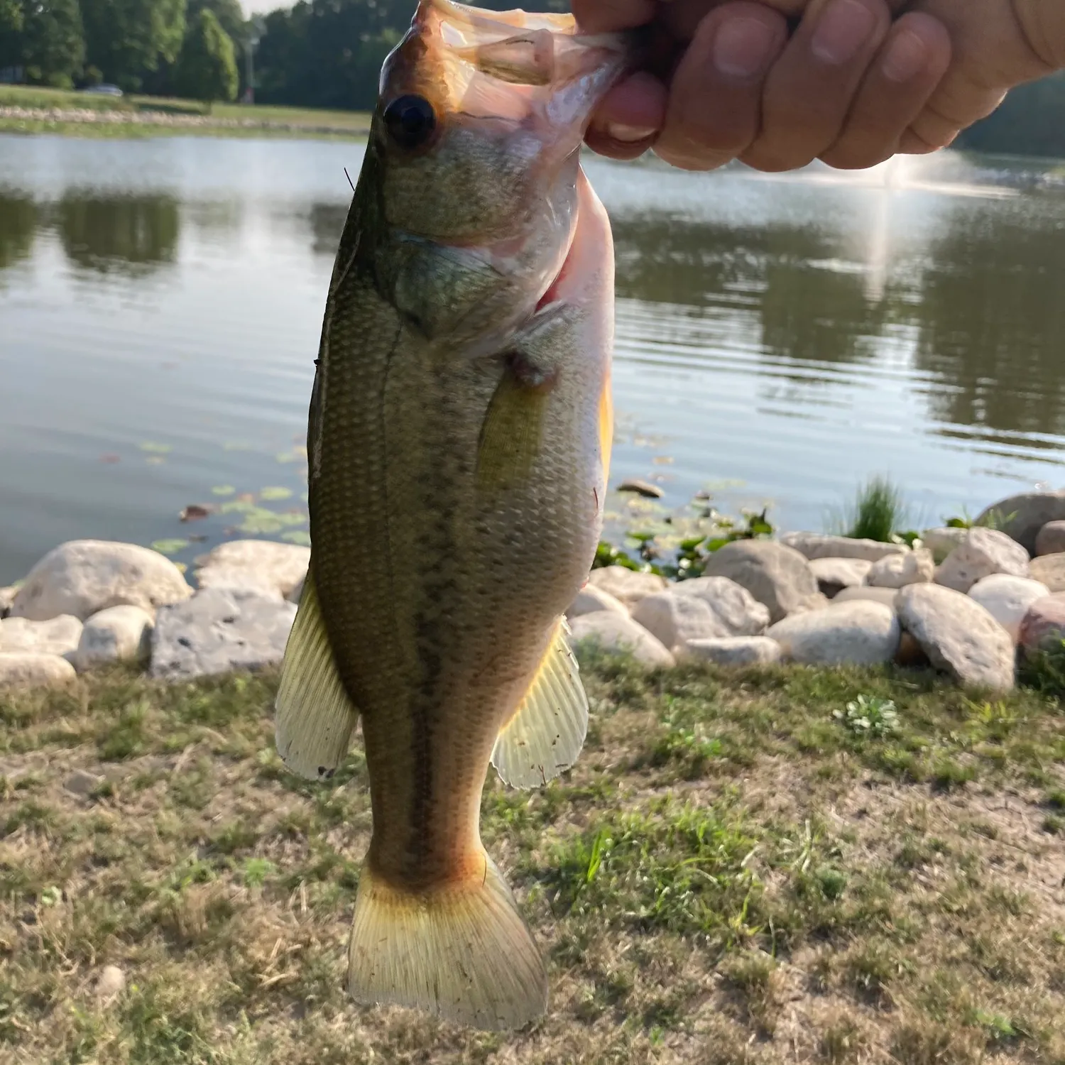 Largemouth bass caught on Fishbrain