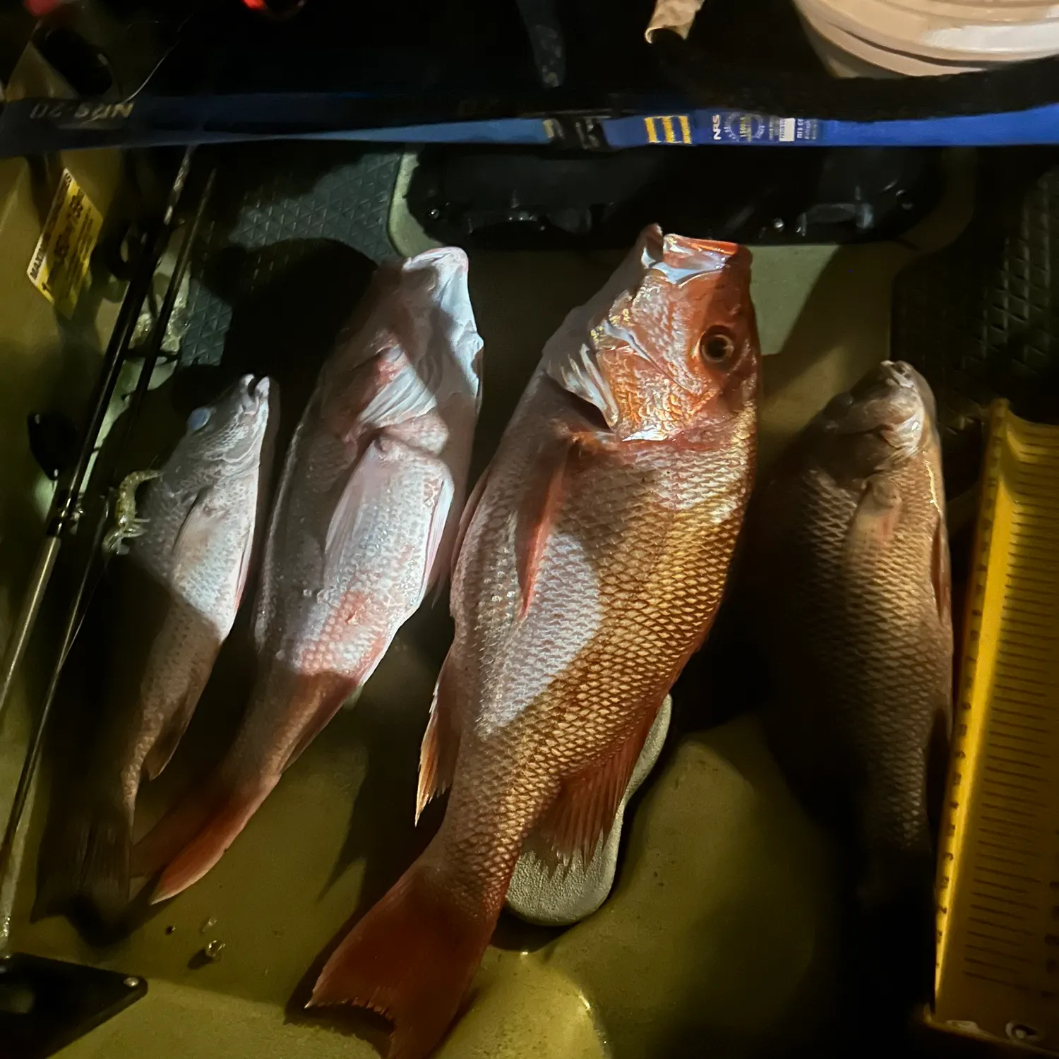 recently logged catches