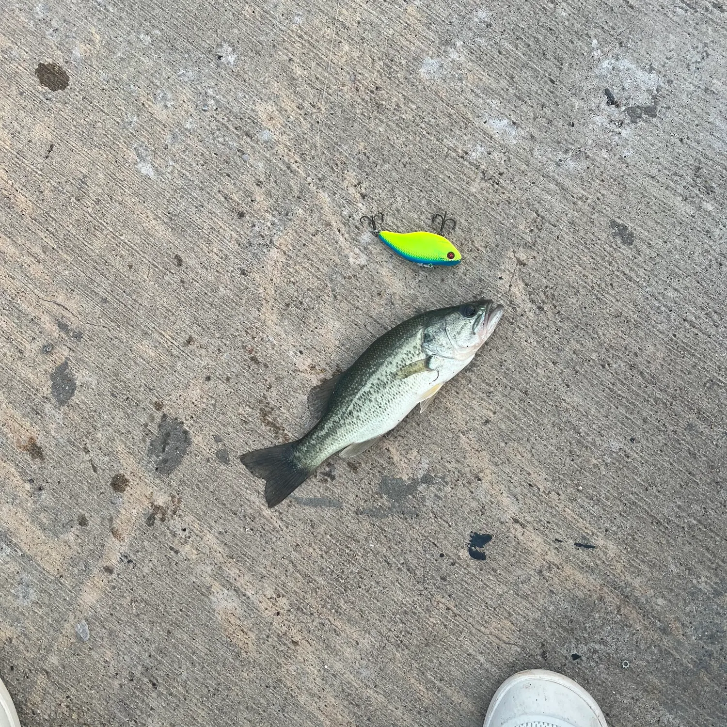 Largemouth bass caught on Fishbrain