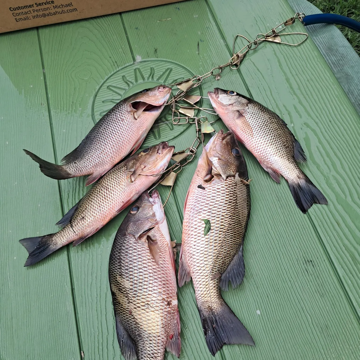 Mangrove snapper caught on Fishbrain