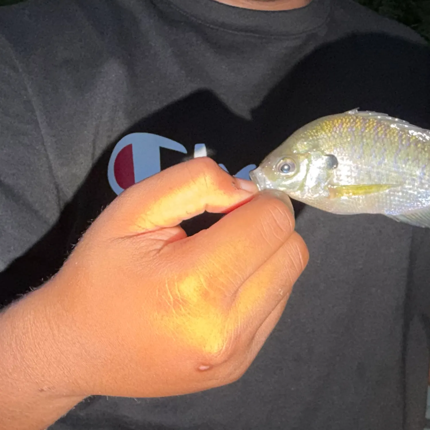 Bluegill caught on Fishbrain